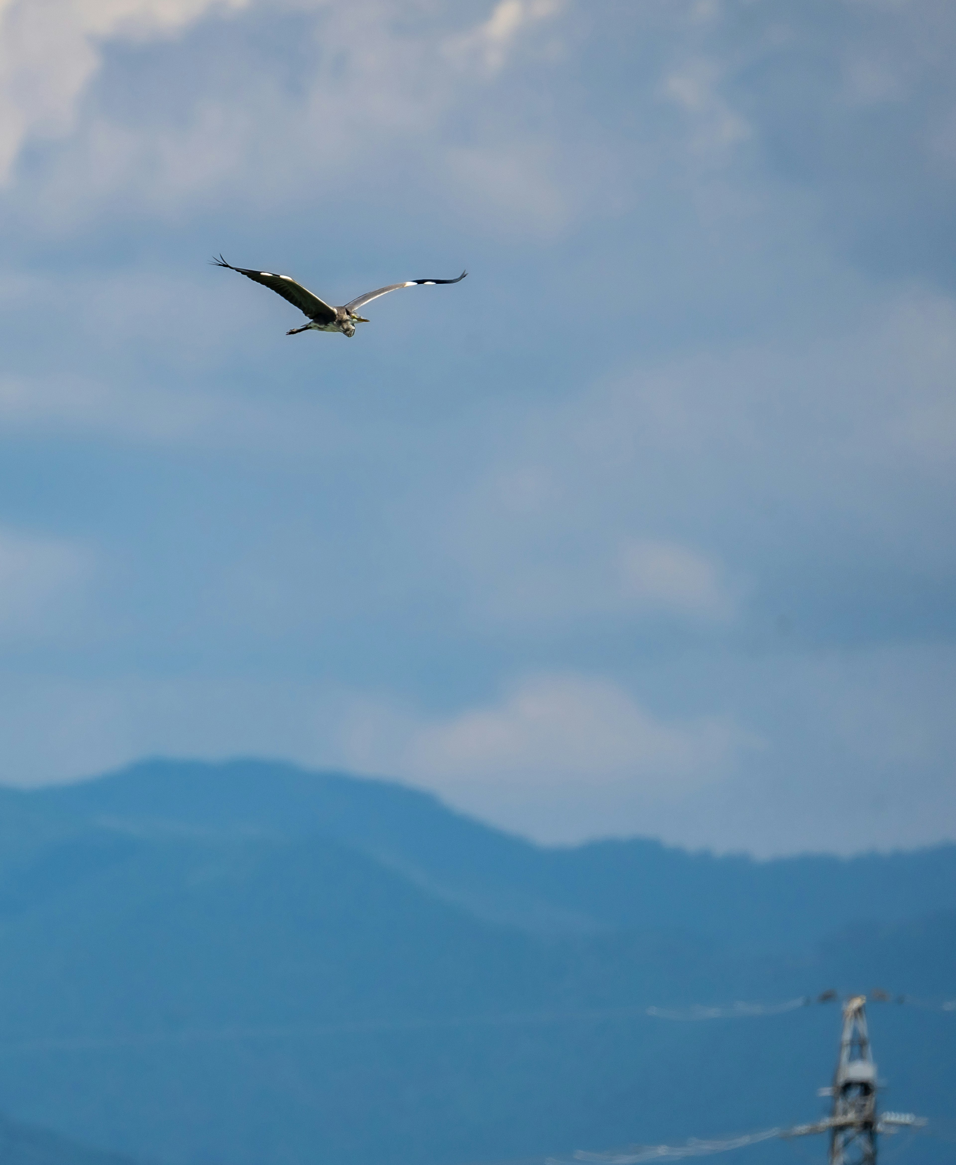 A bird soaring against a blue sky with mountains in the background