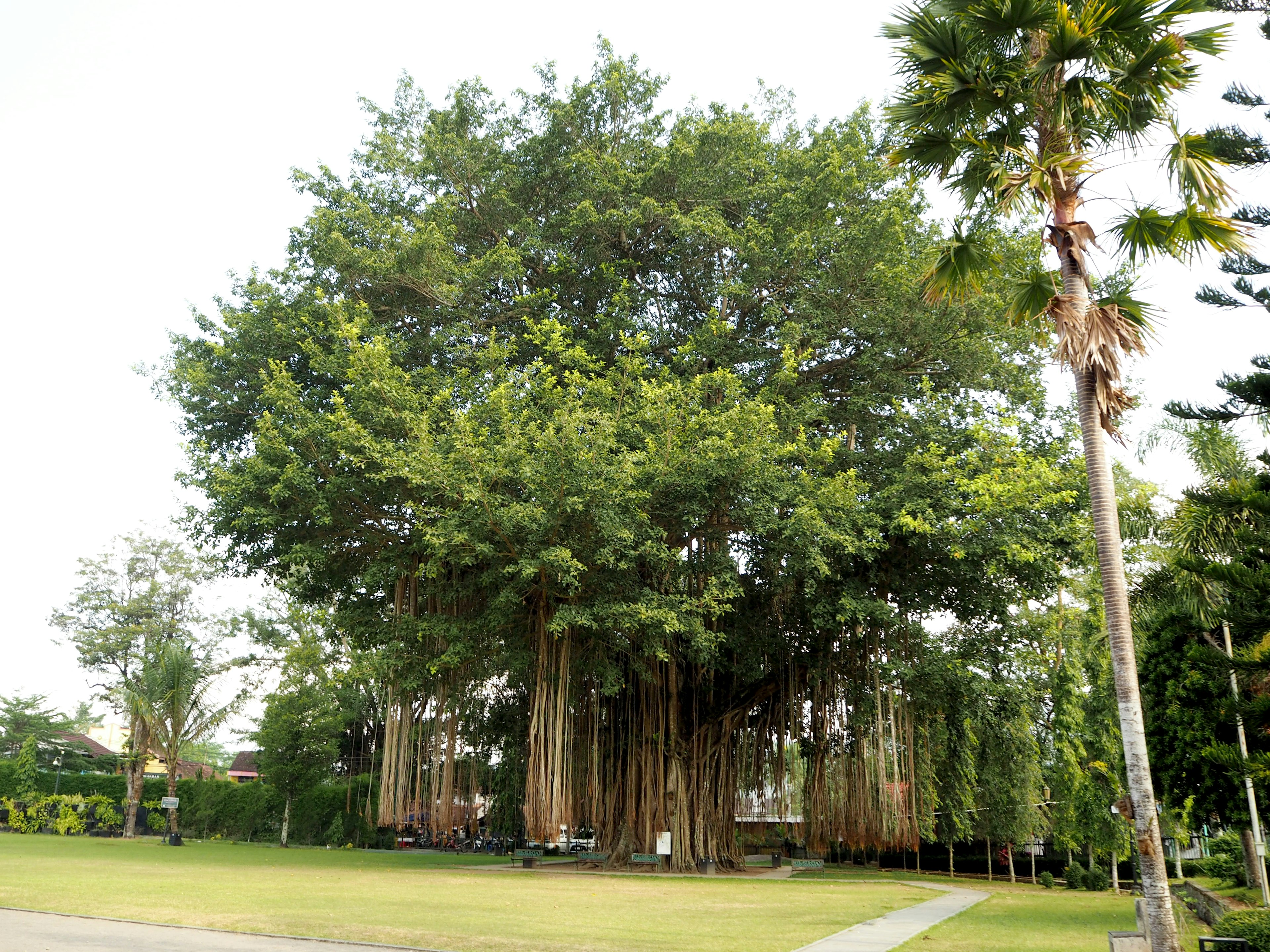 Großer Banyanbaum mit dichtem Laub in einer ruhigen Landschaft