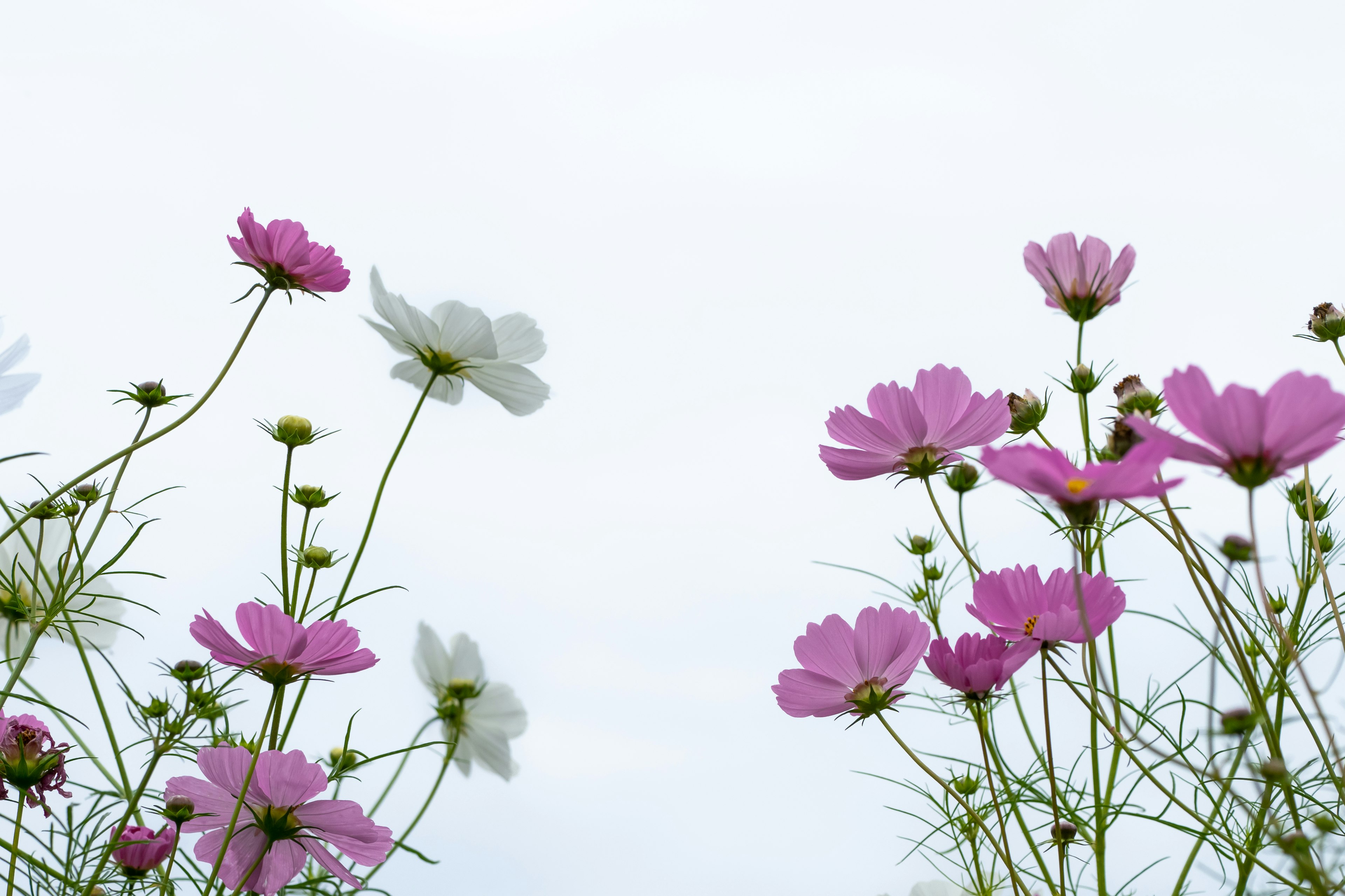 Des fleurs de cosmos blanches et roses fleurissent sous un ciel pâle