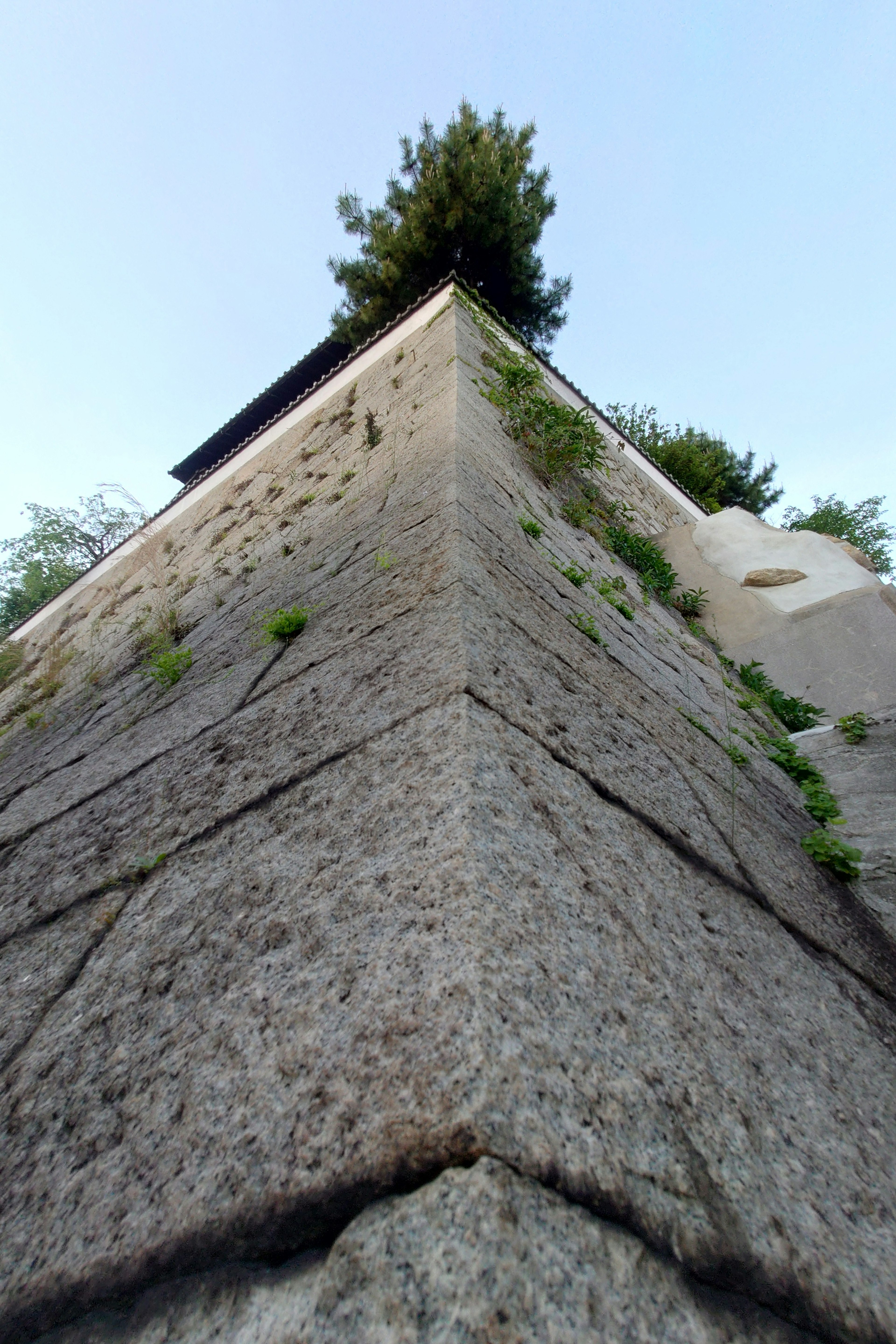 Photo showing a stone wall corner viewed from below with a tree growing at the top