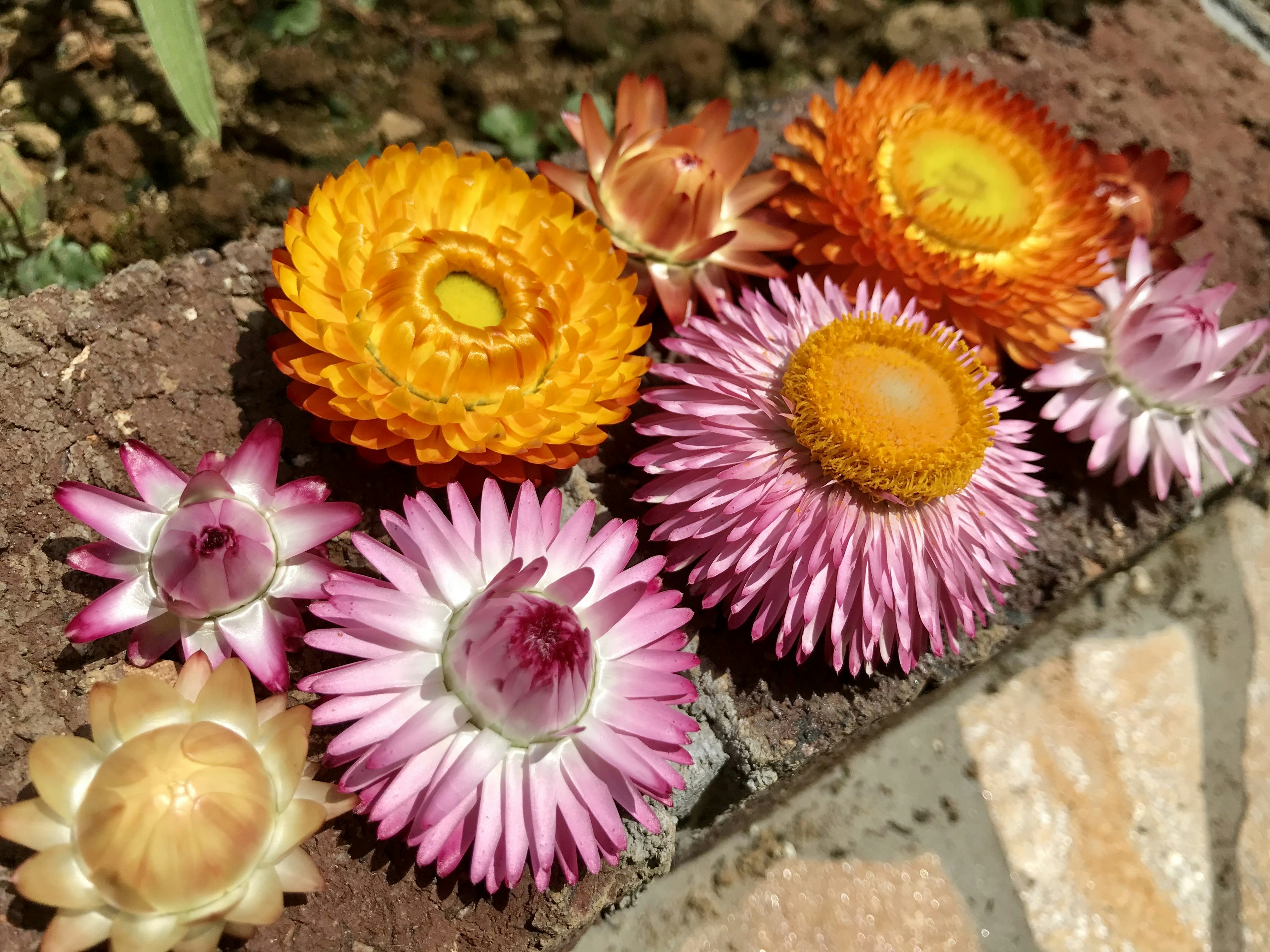 Colorful dried flowers arranged on a surface