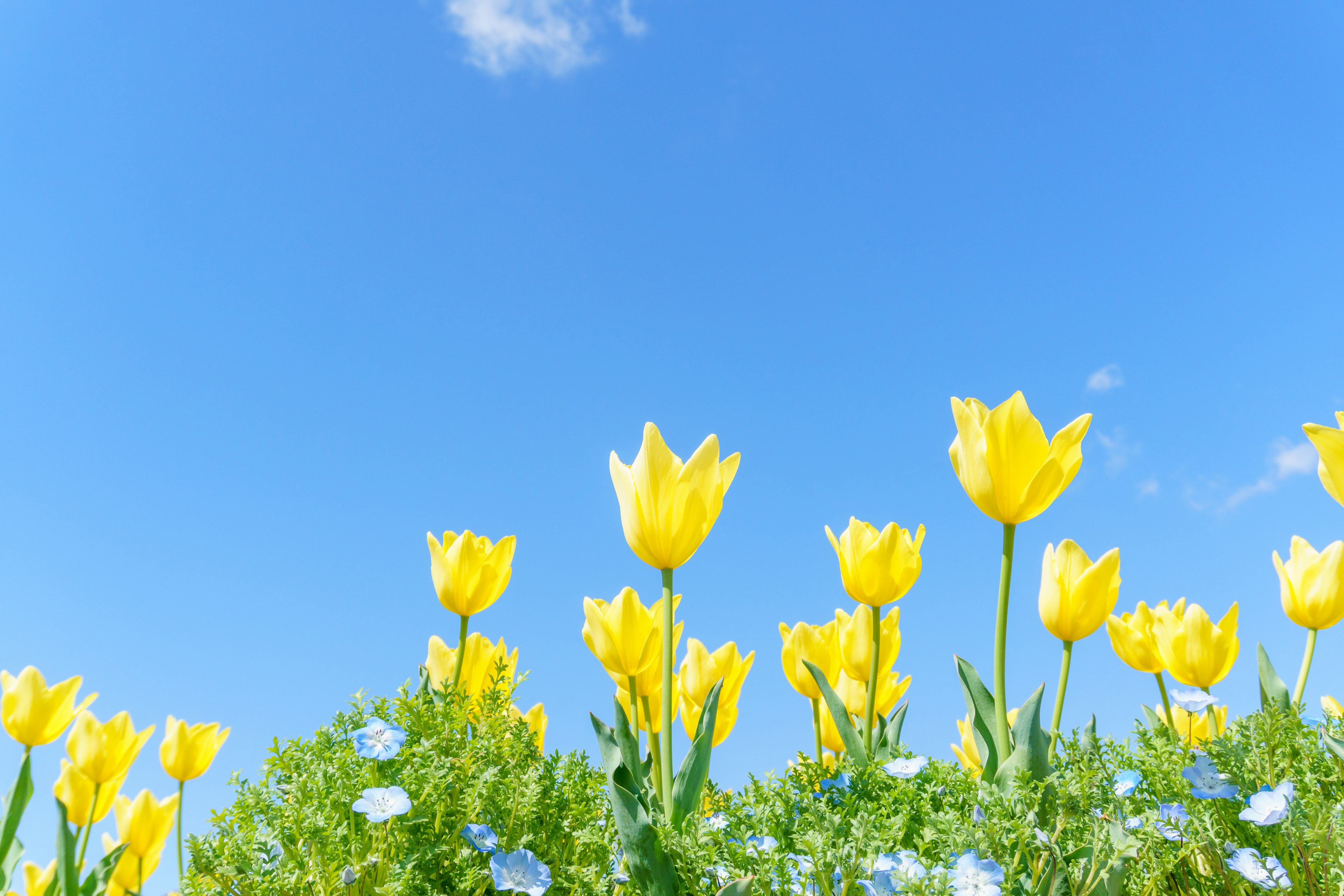 Tulip kuning mekar di bawah langit biru dengan bunga biru kecil