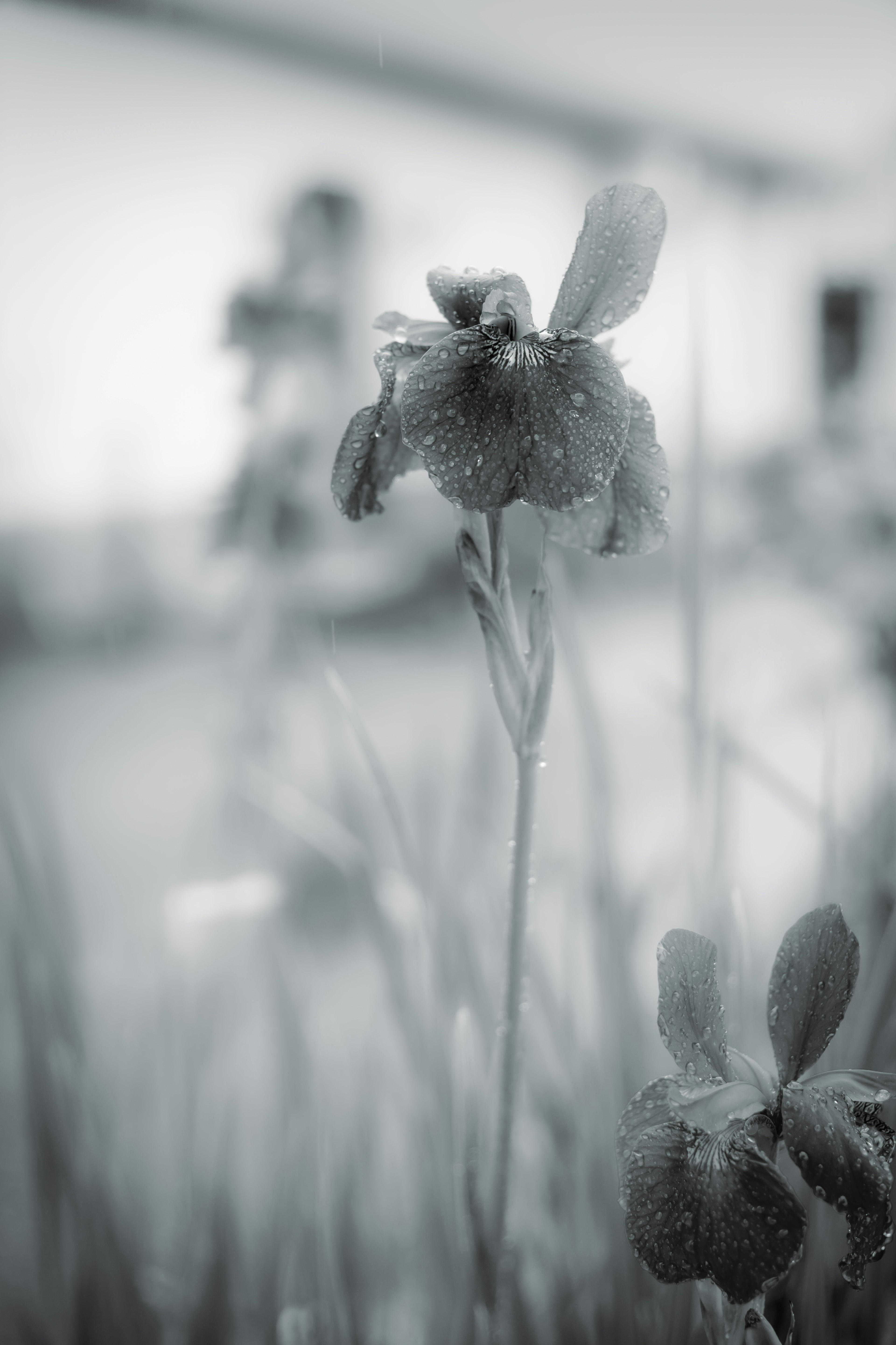 Photo en noir et blanc d'une fleur couverte de rosée