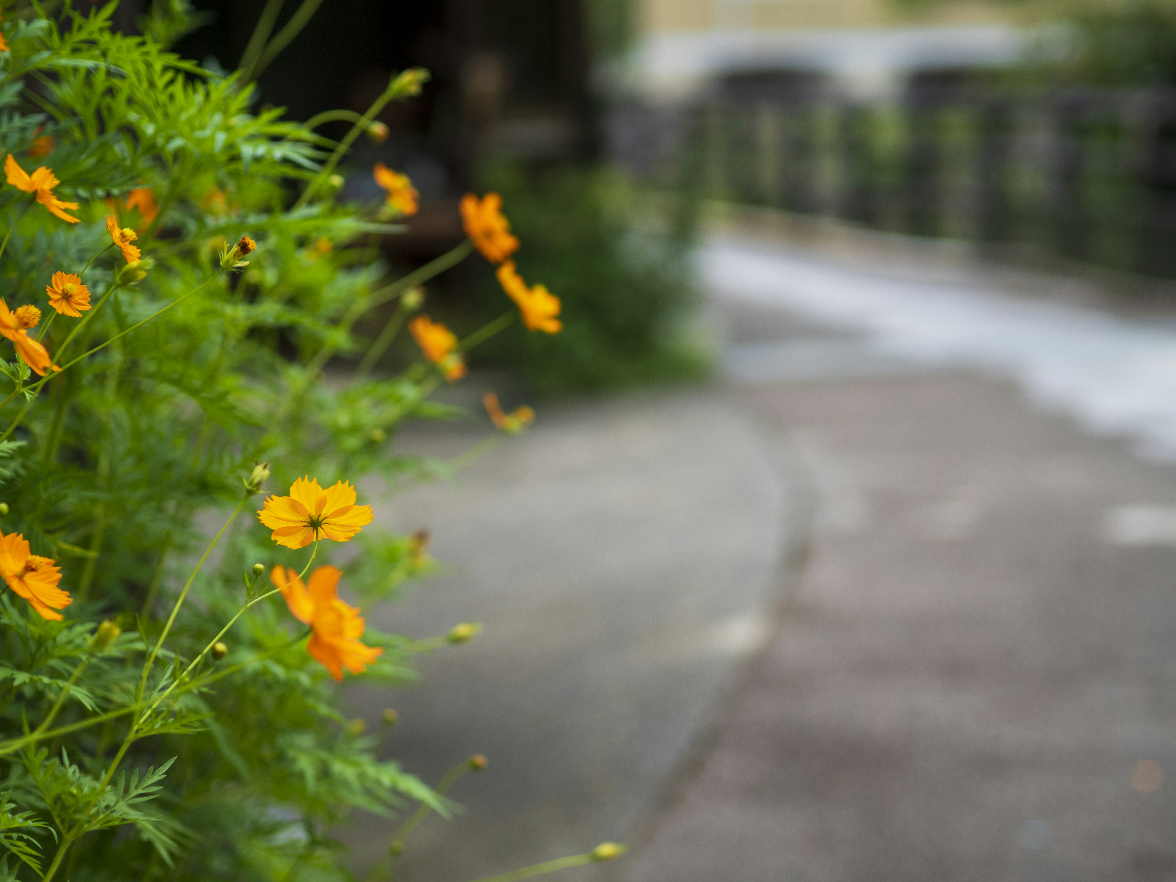 Vista de un camino bordeado de plantas verdes y flores naranjas en flor