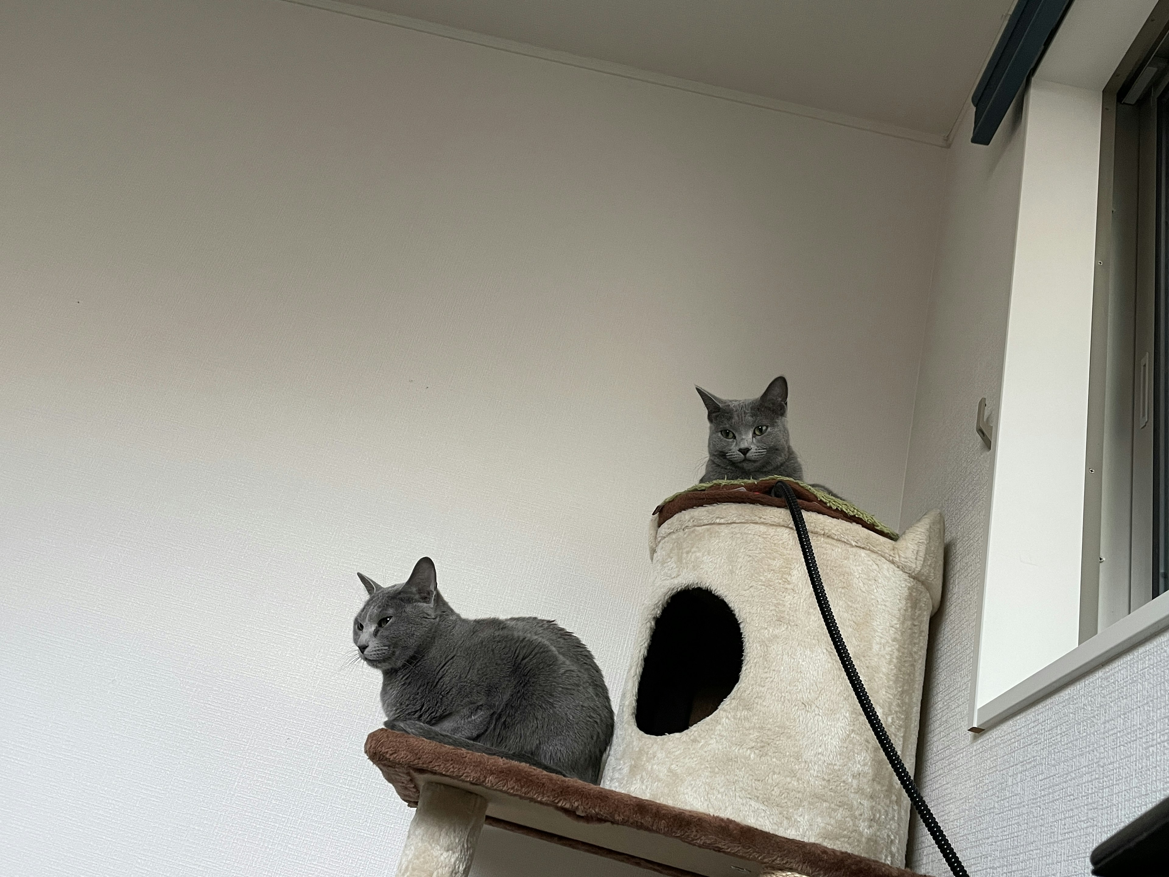 Two gray cats perched on a cat tower against a simple background