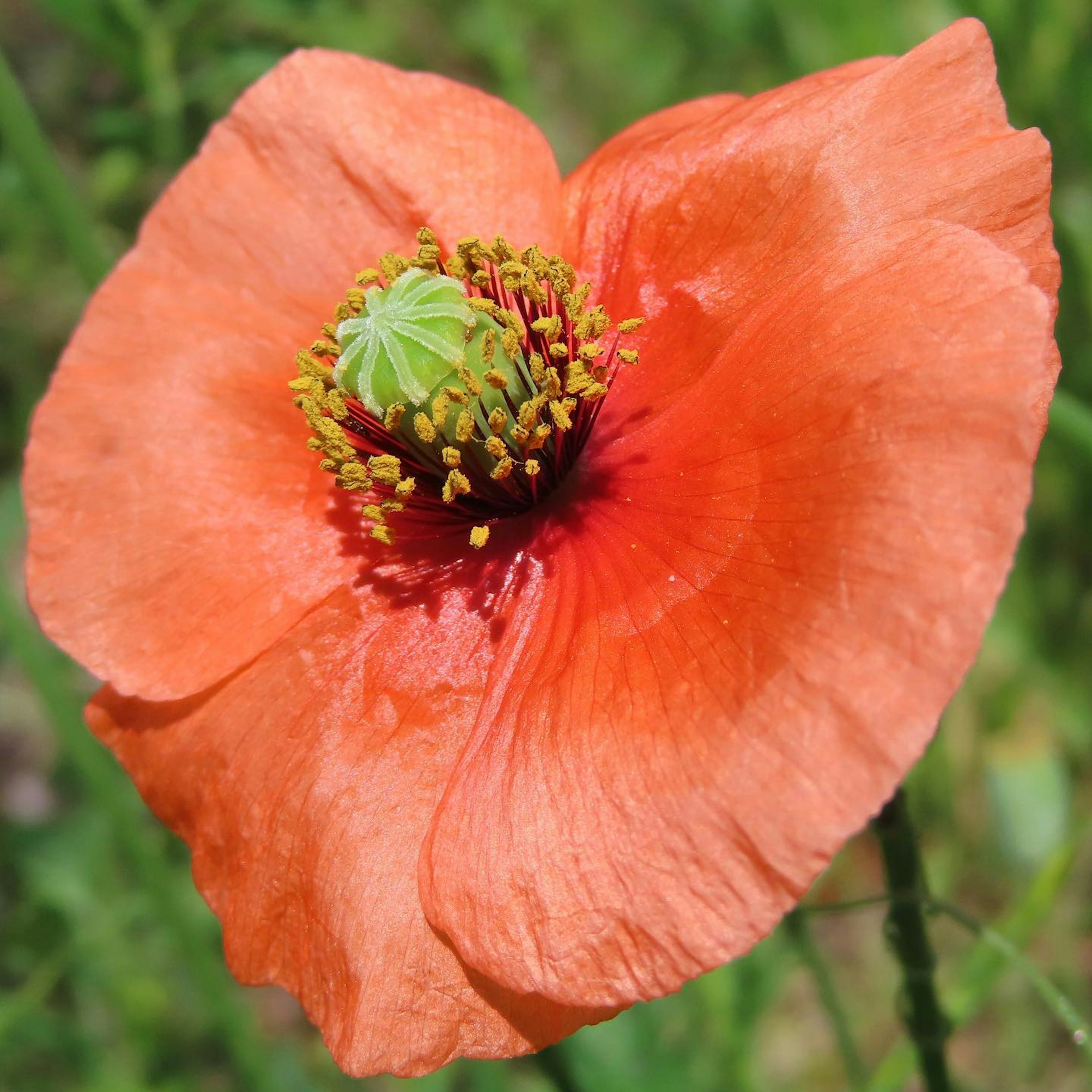 Flor de amapola naranja brillante con un centro verde