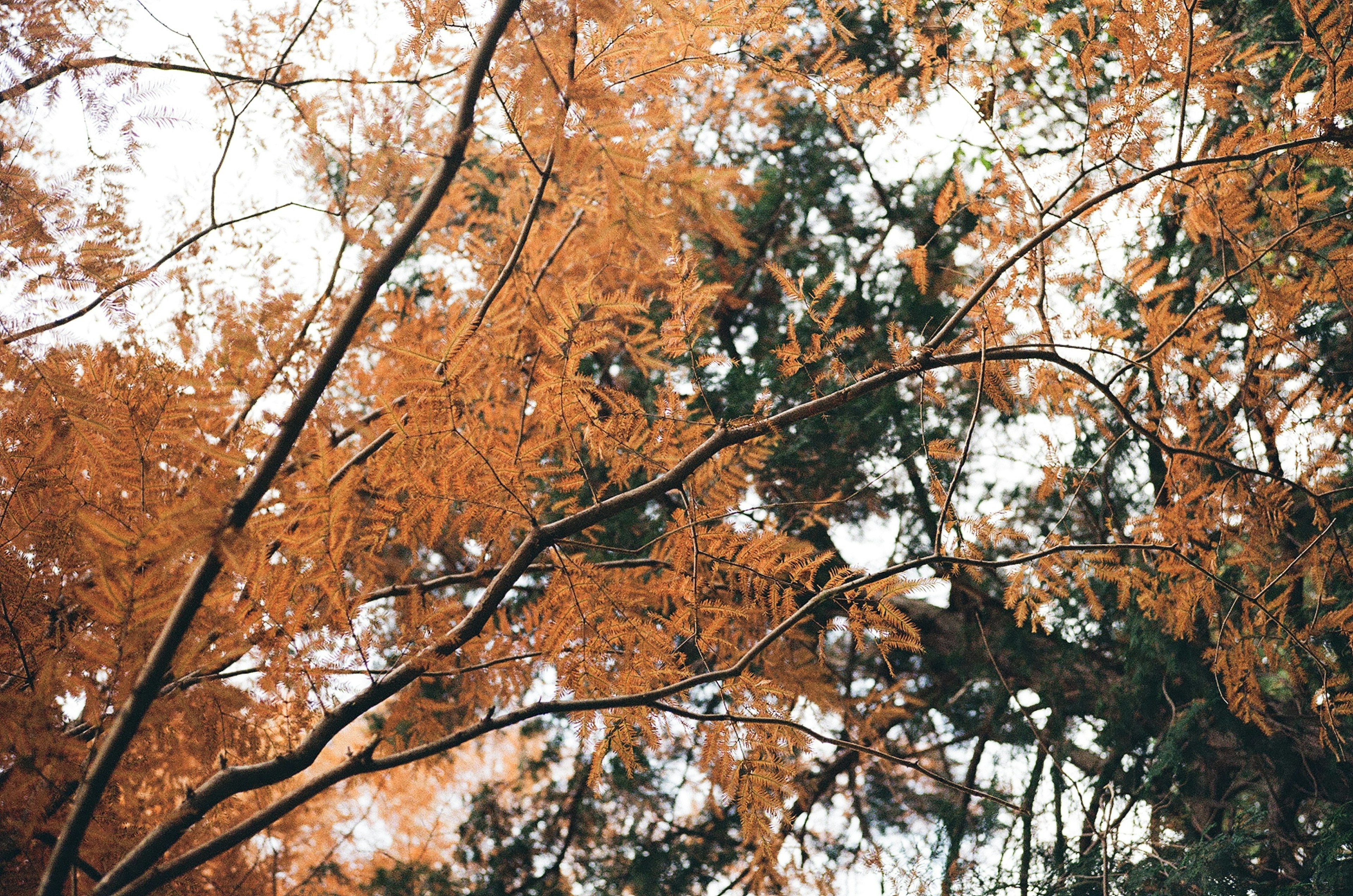 オレンジ色の葉が茂る木の枝と緑の葉が混ざり合う秋の風景