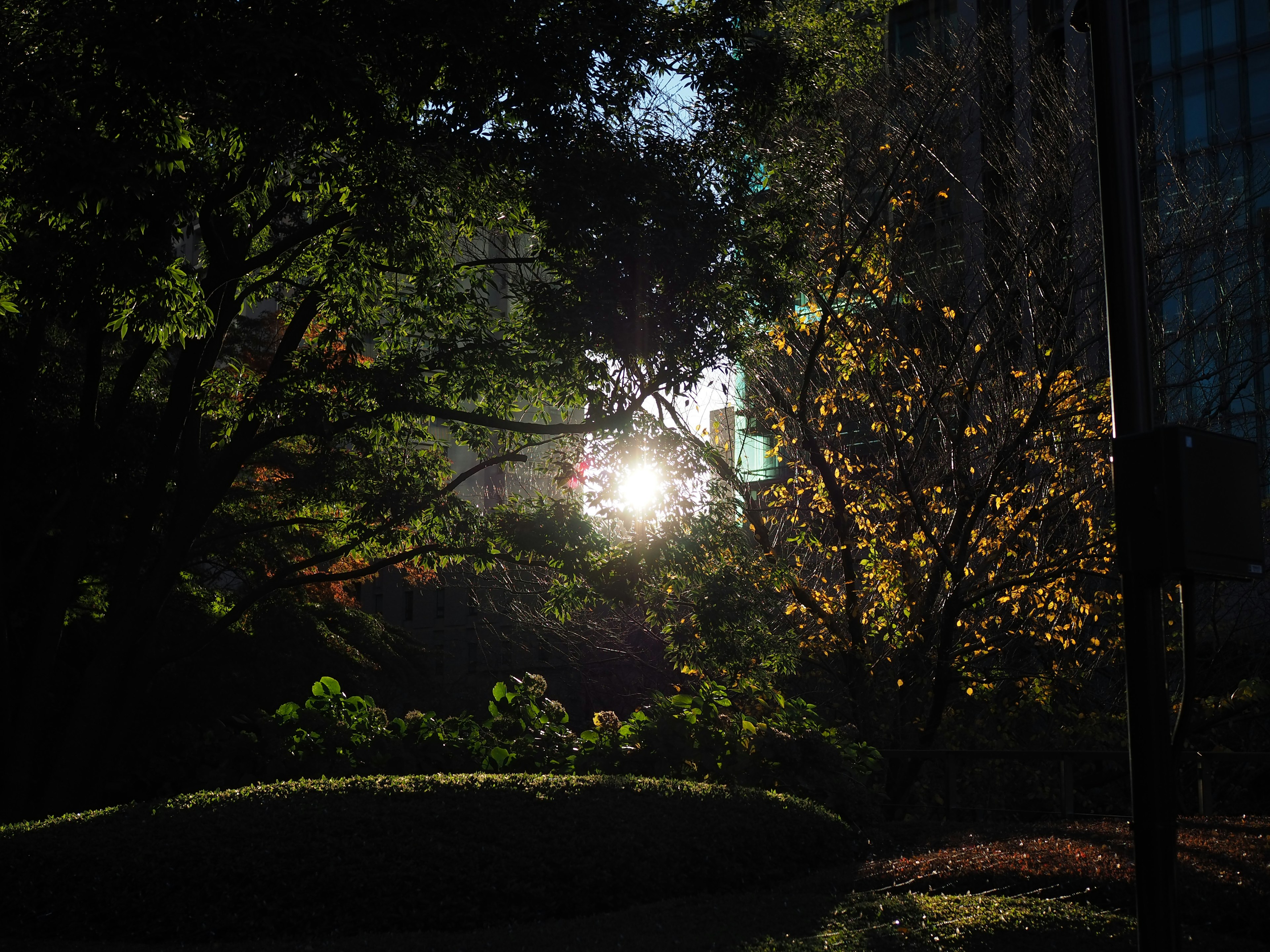 Escena de un parque frondoso con la luz del sol filtrando a través de los árboles