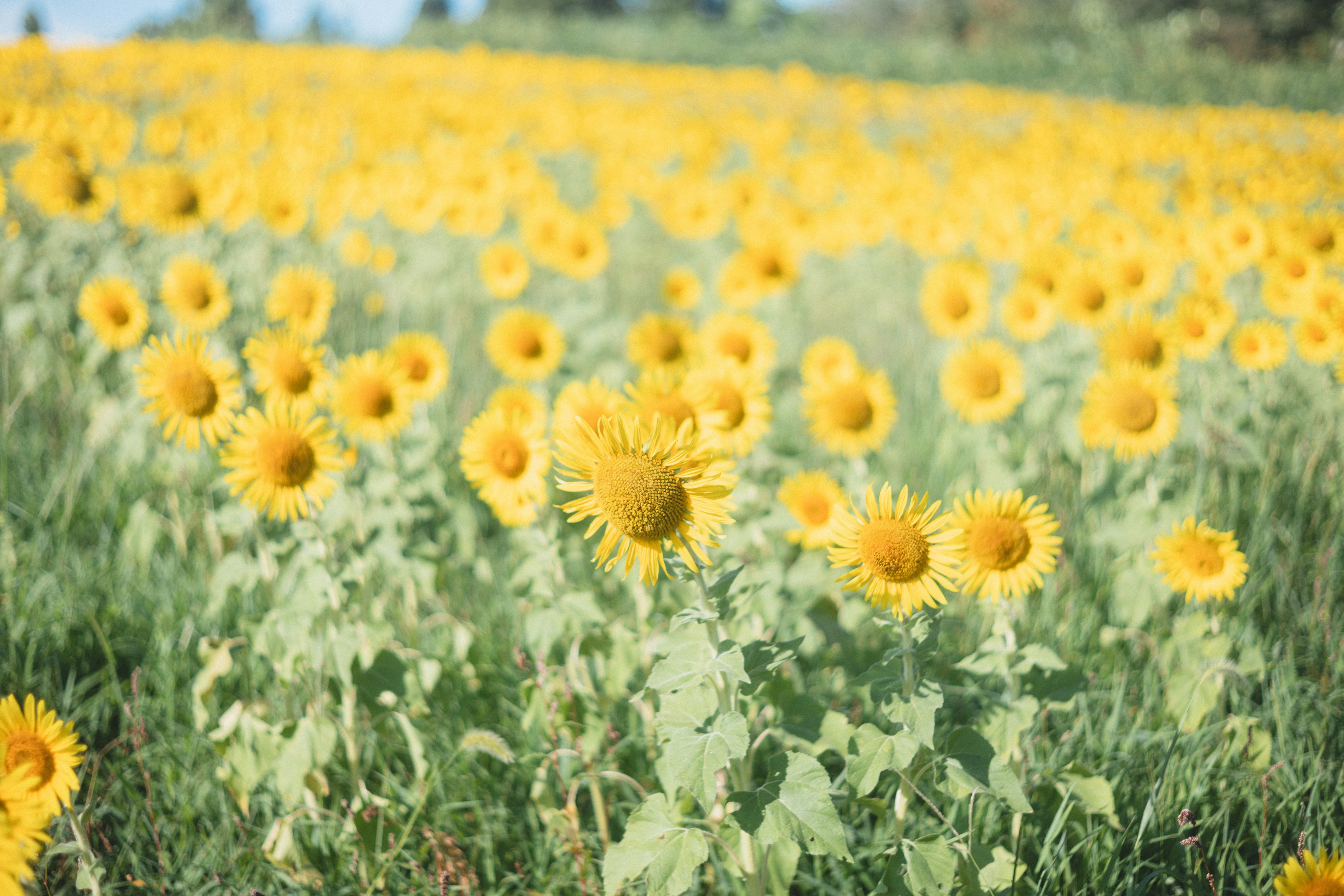 Campo di girasoli con fiori gialli brillanti