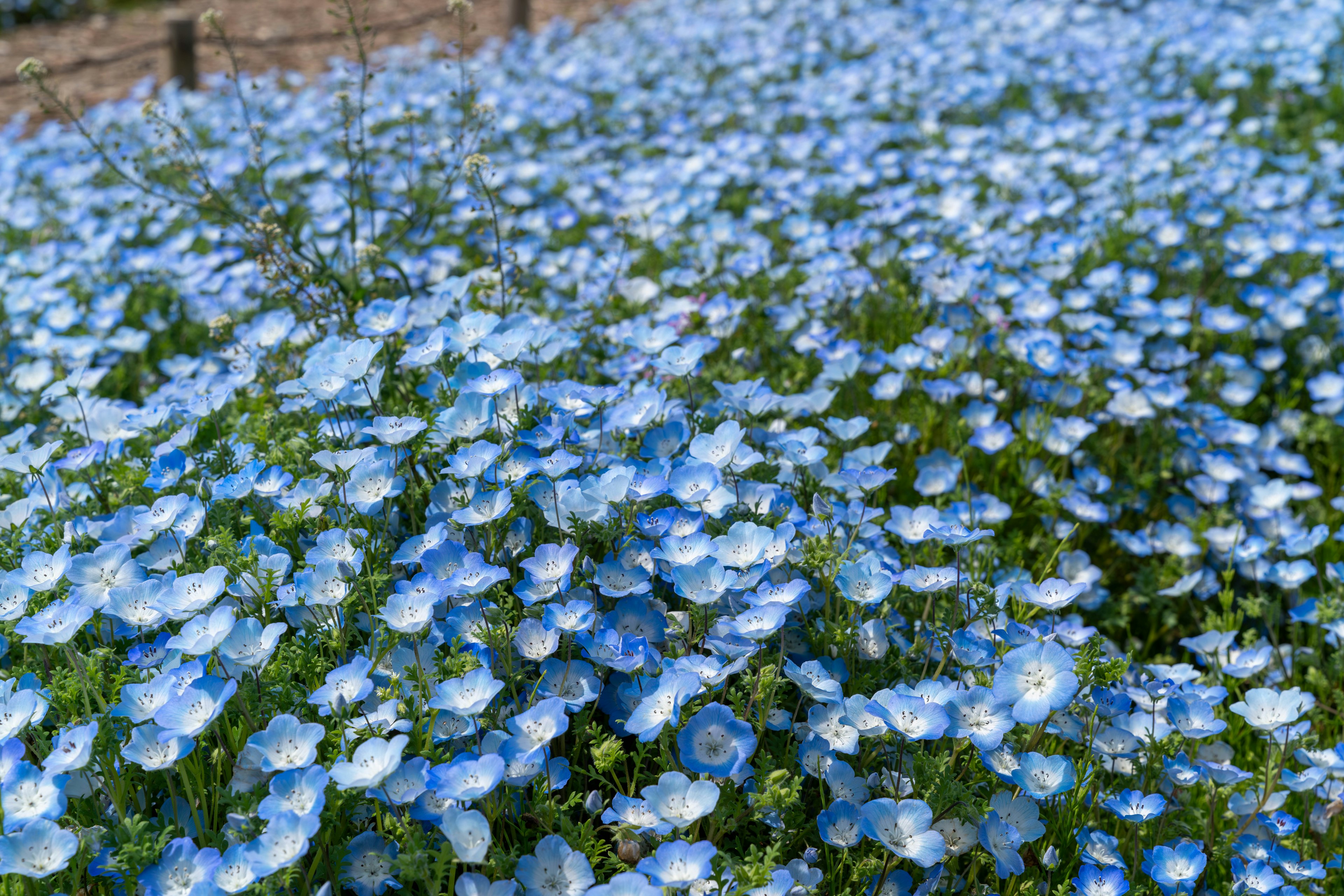 Blühendes Feld mit blauen Blumen