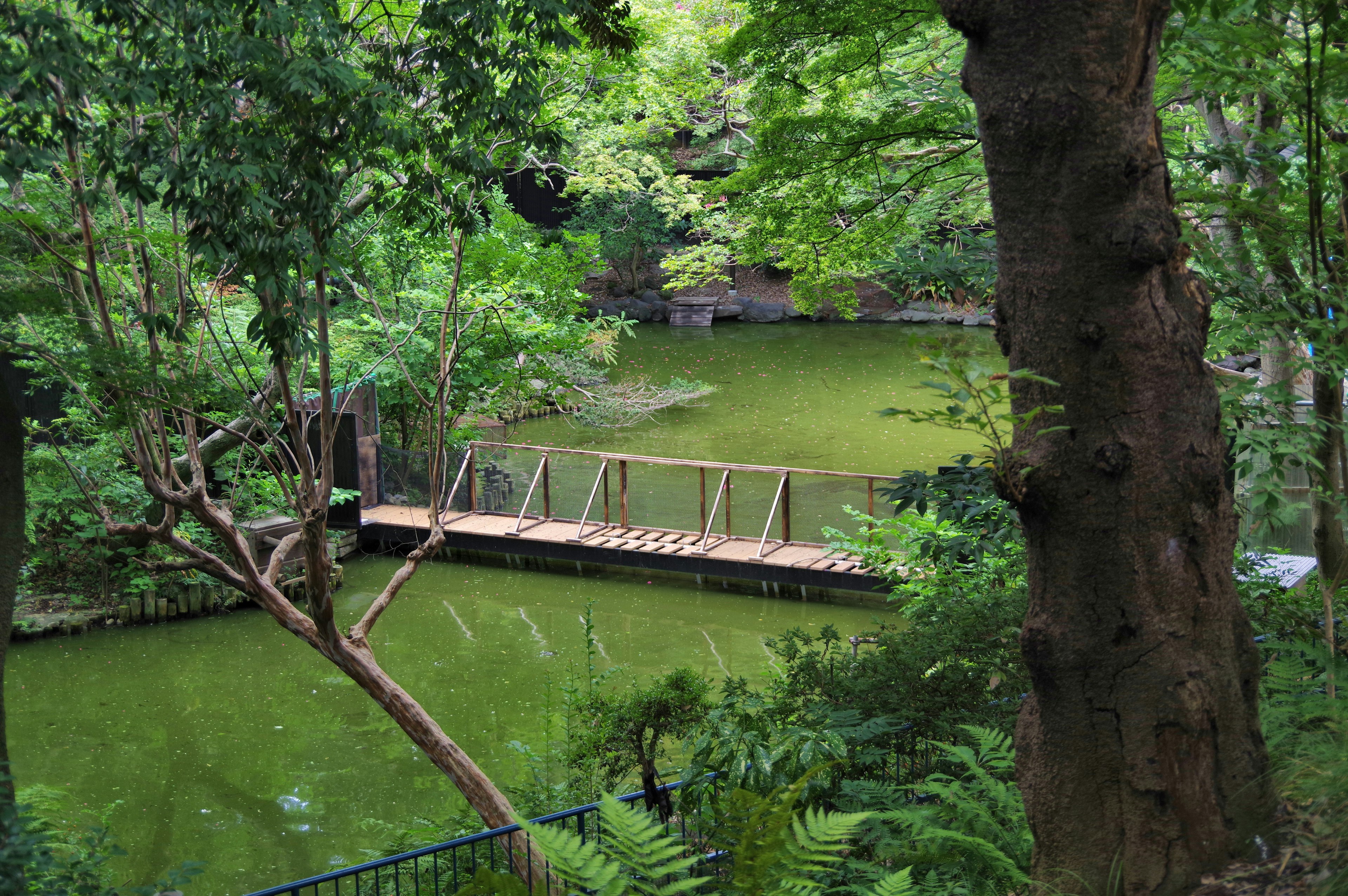 Lush green trees surrounding a pond with a small wooden bridge