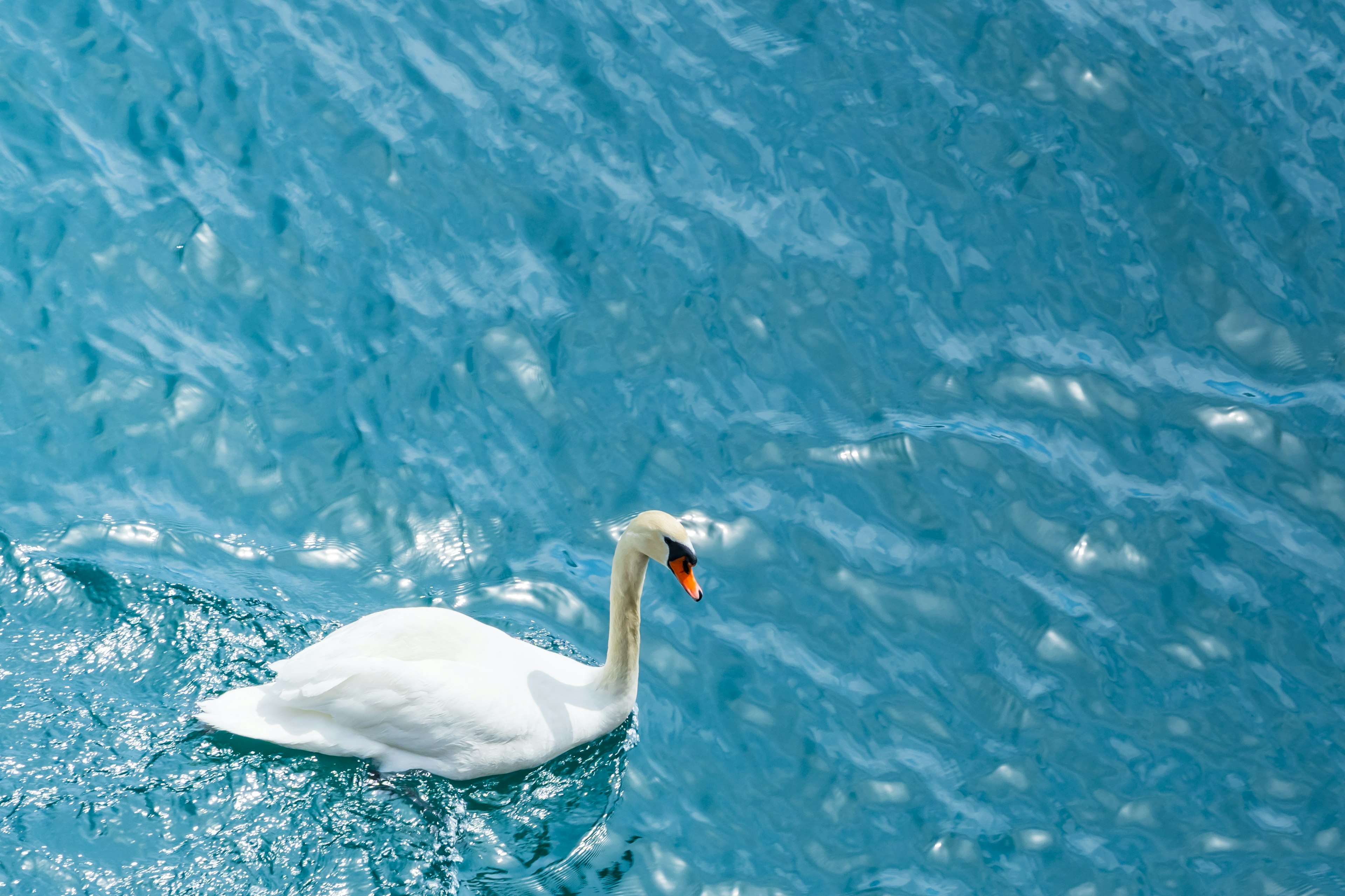 A swan swimming on a blue water surface