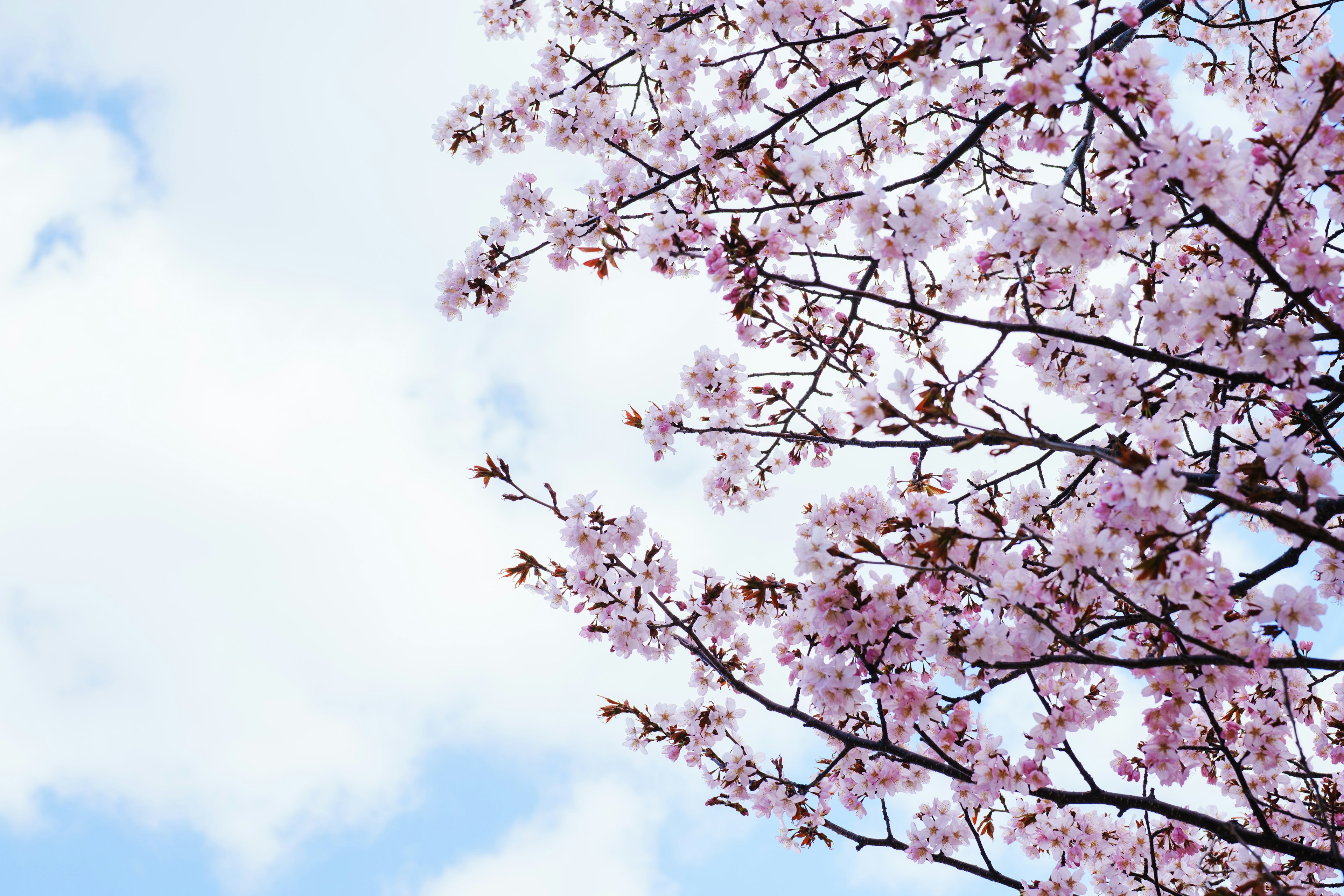 青空に映える桜の花が咲く枝