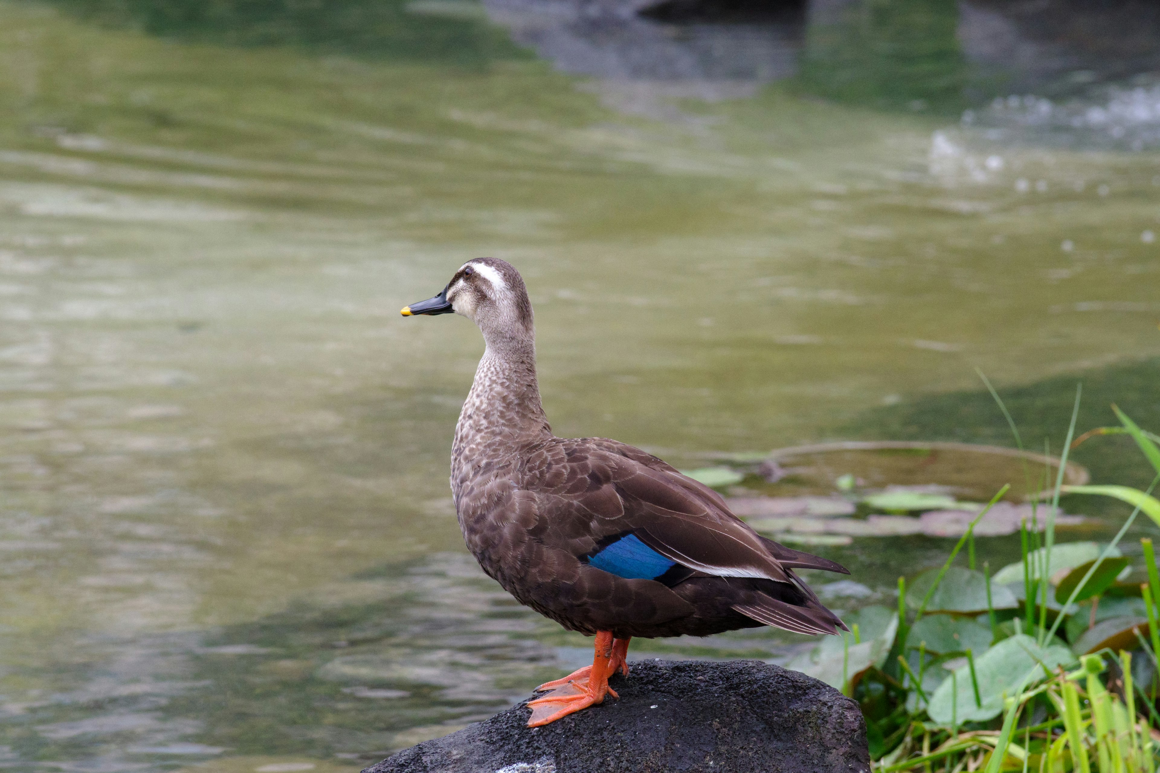 Ente, die am Wasser steht mit blauen Federn