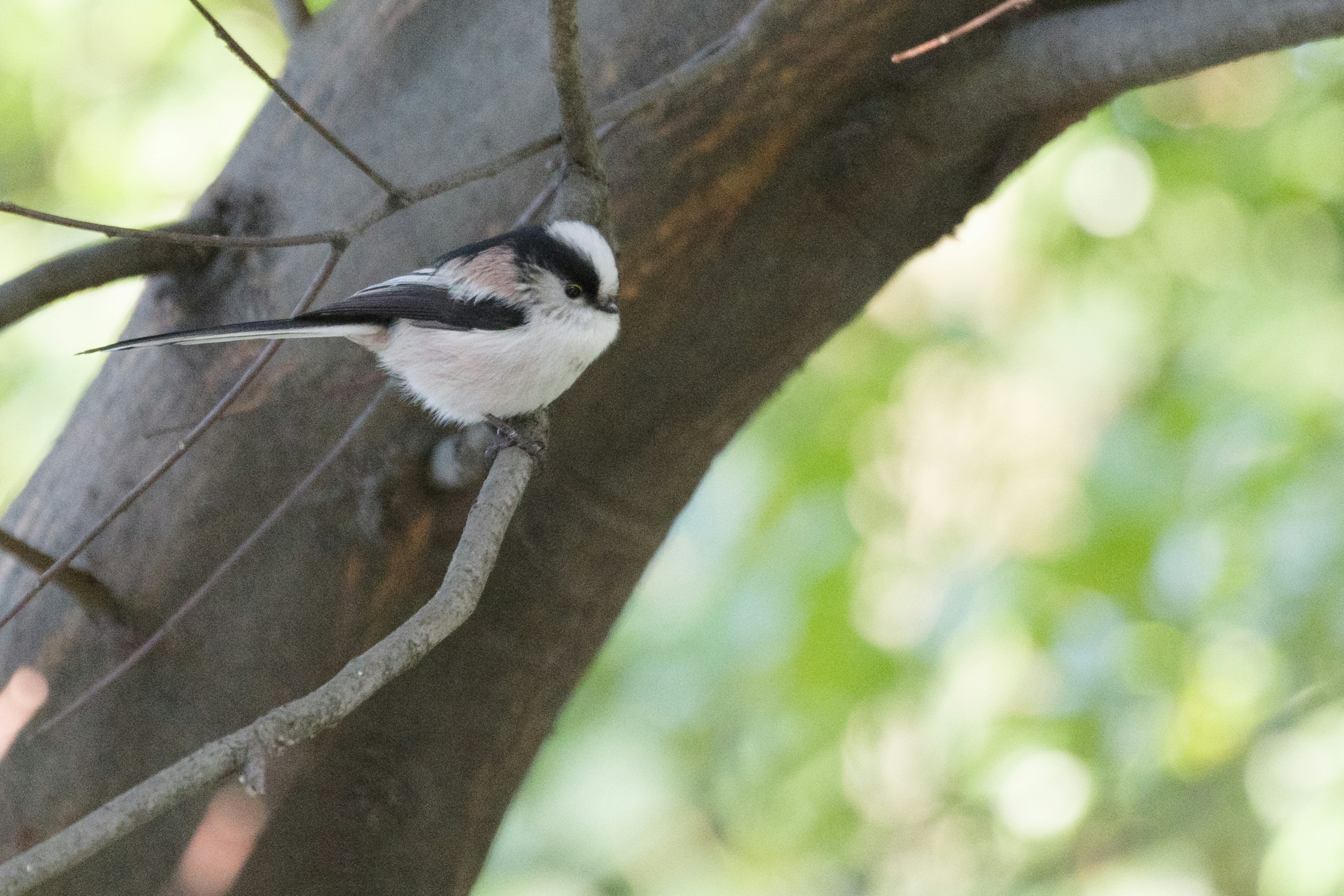 A small bird perched on a tree branch