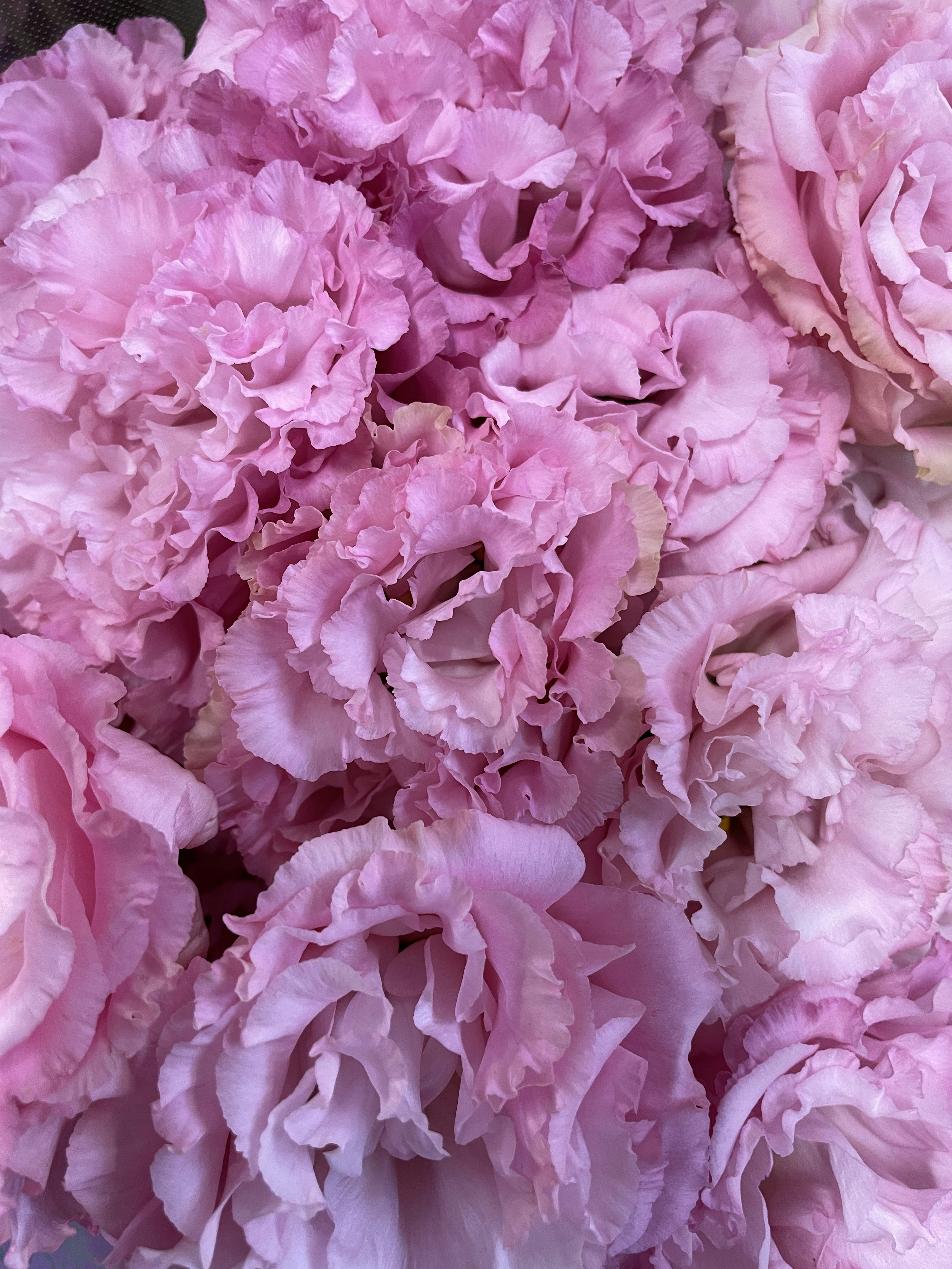 A beautiful image of densely packed soft pink flowers