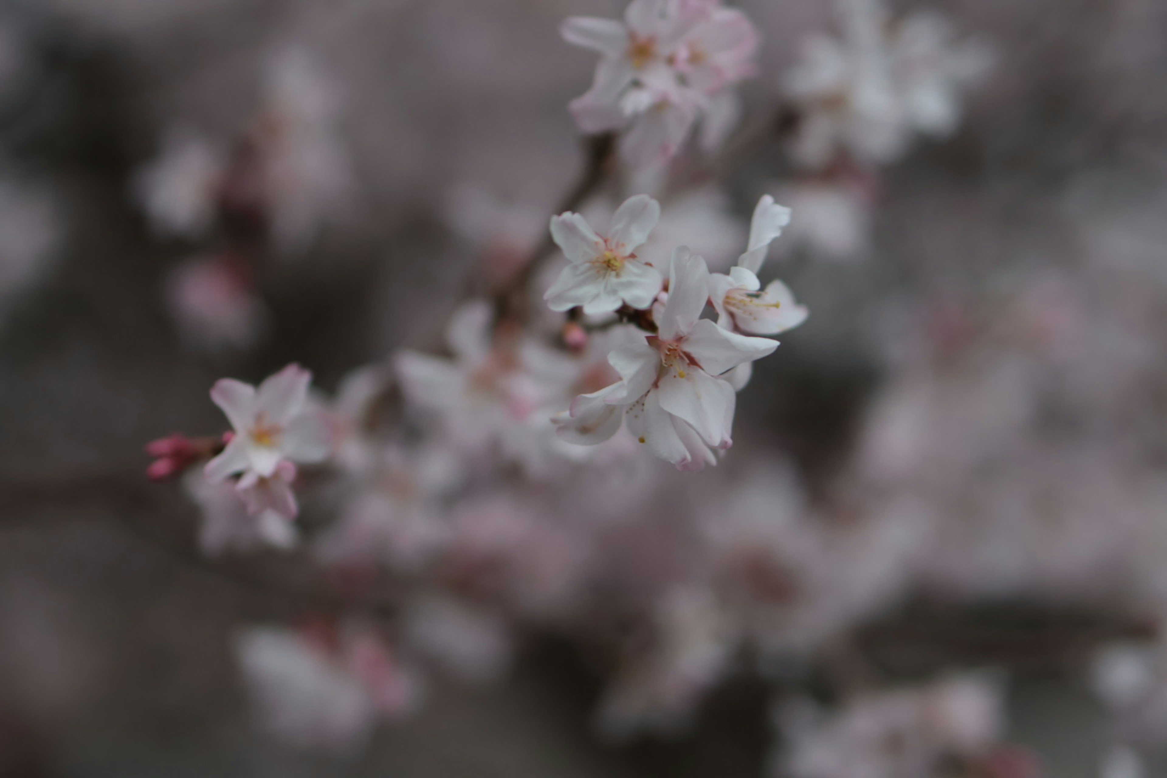 Close-up bunga sakura merah muda yang mekar