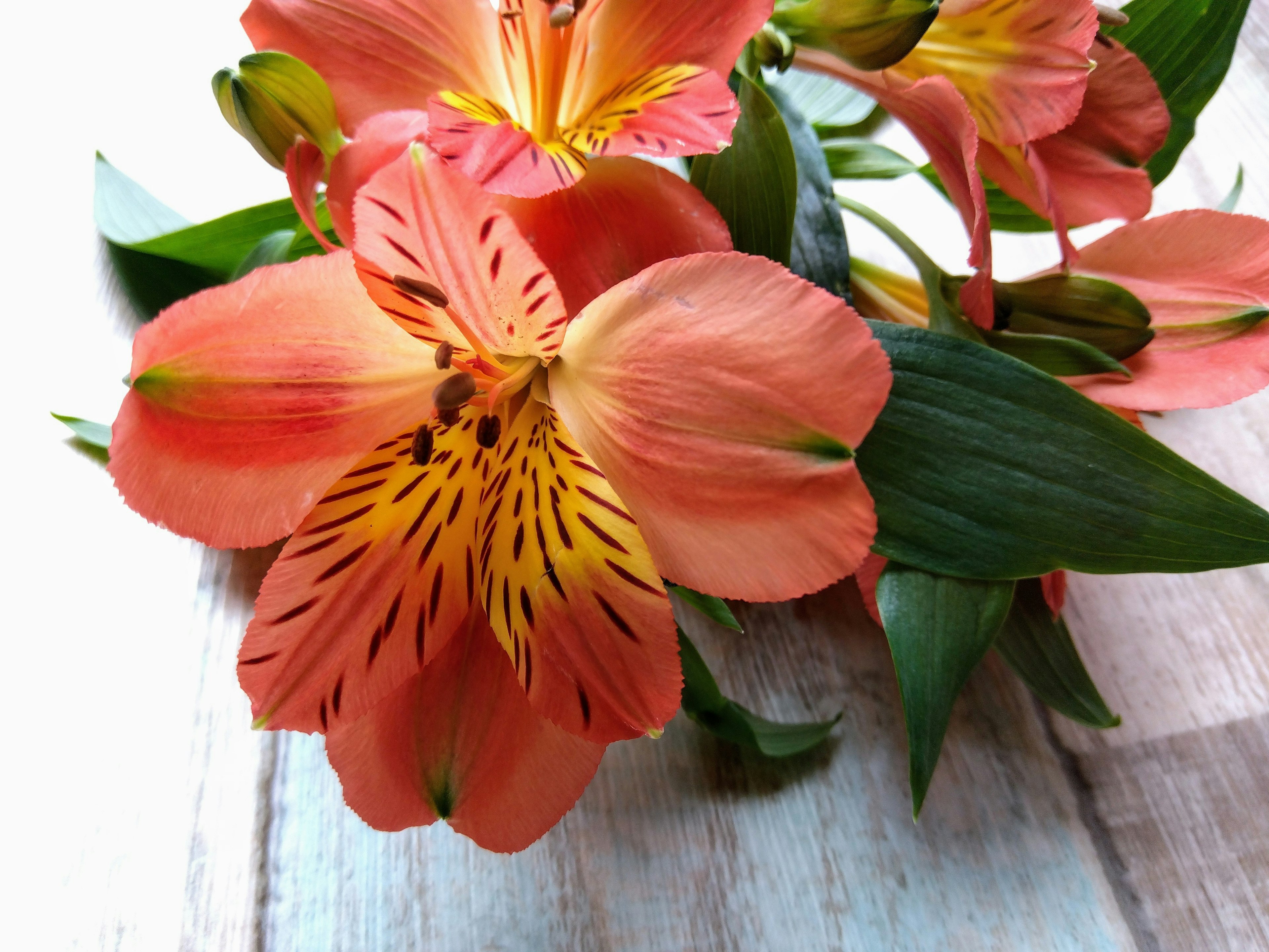 Sekuntum bunga alstroemeria oranye dengan daun hijau di atas meja kayu