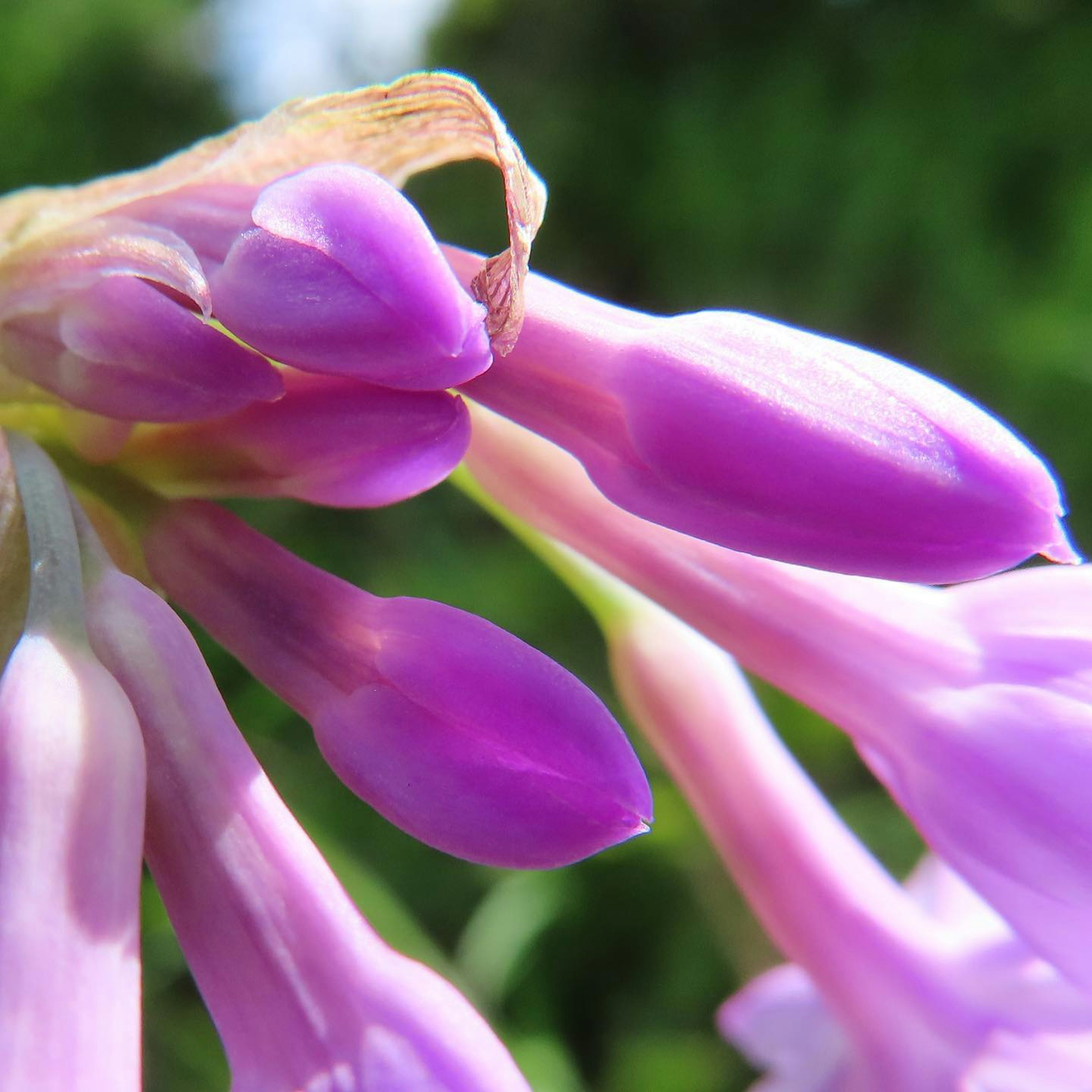 Close-up of purple flowers with a green background