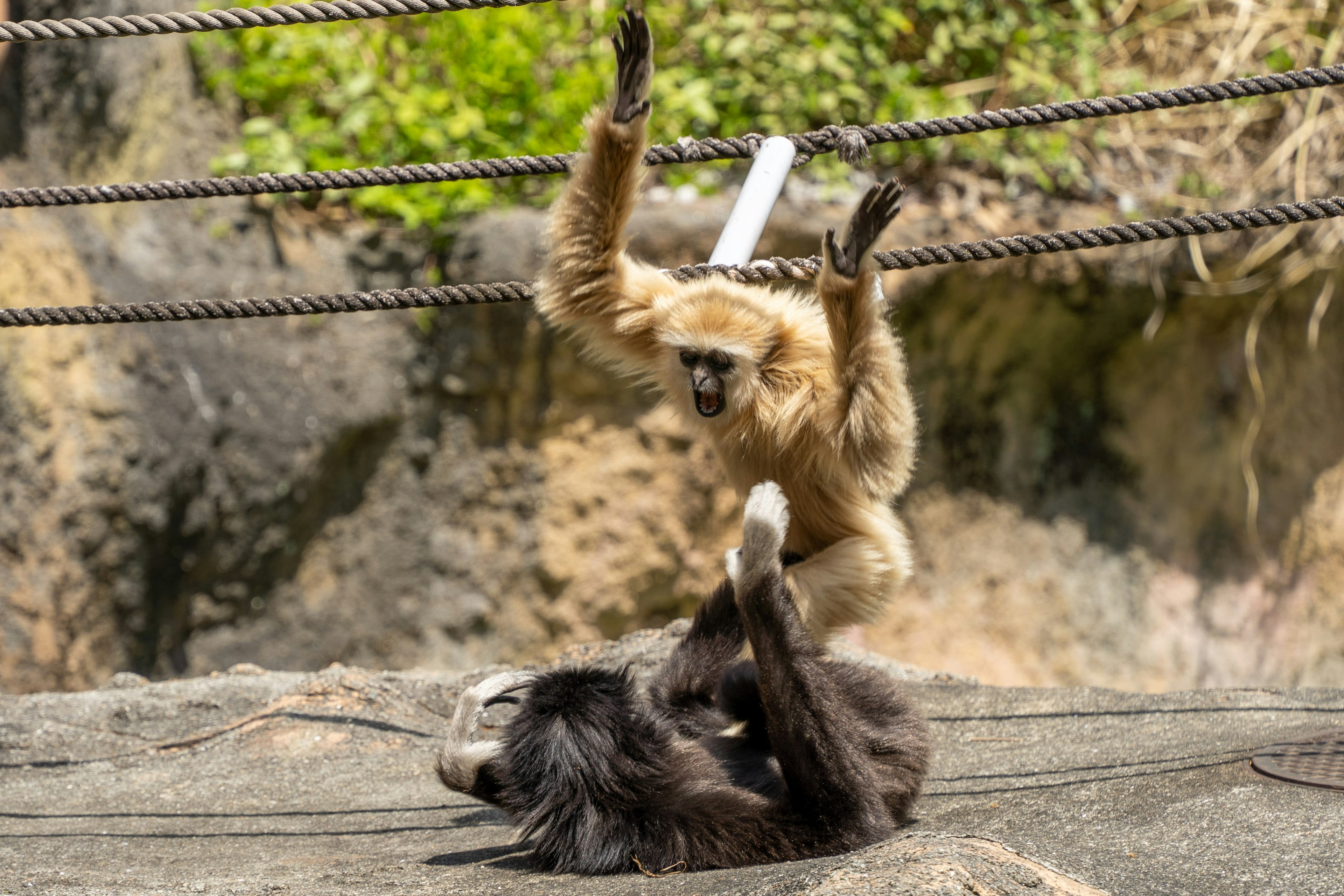 2匹の猿が遊んでいる様子で上の猿がぶら下がっている