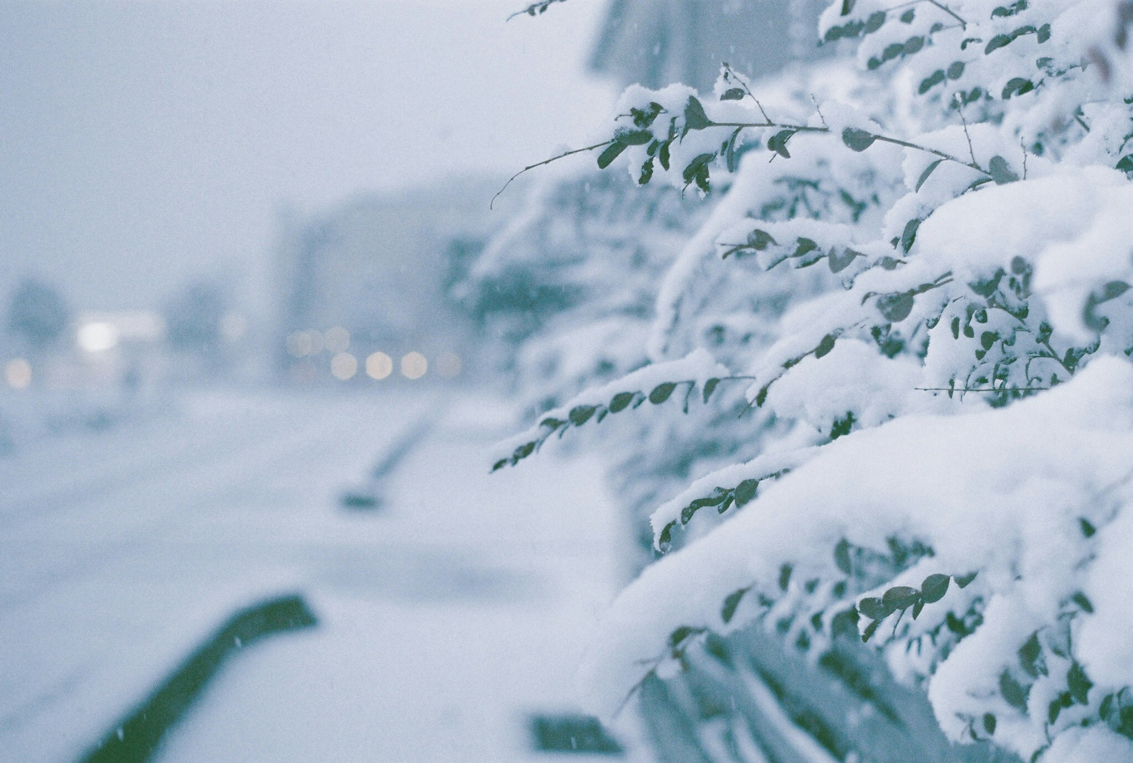 雪に覆われた木の枝と冬の風景