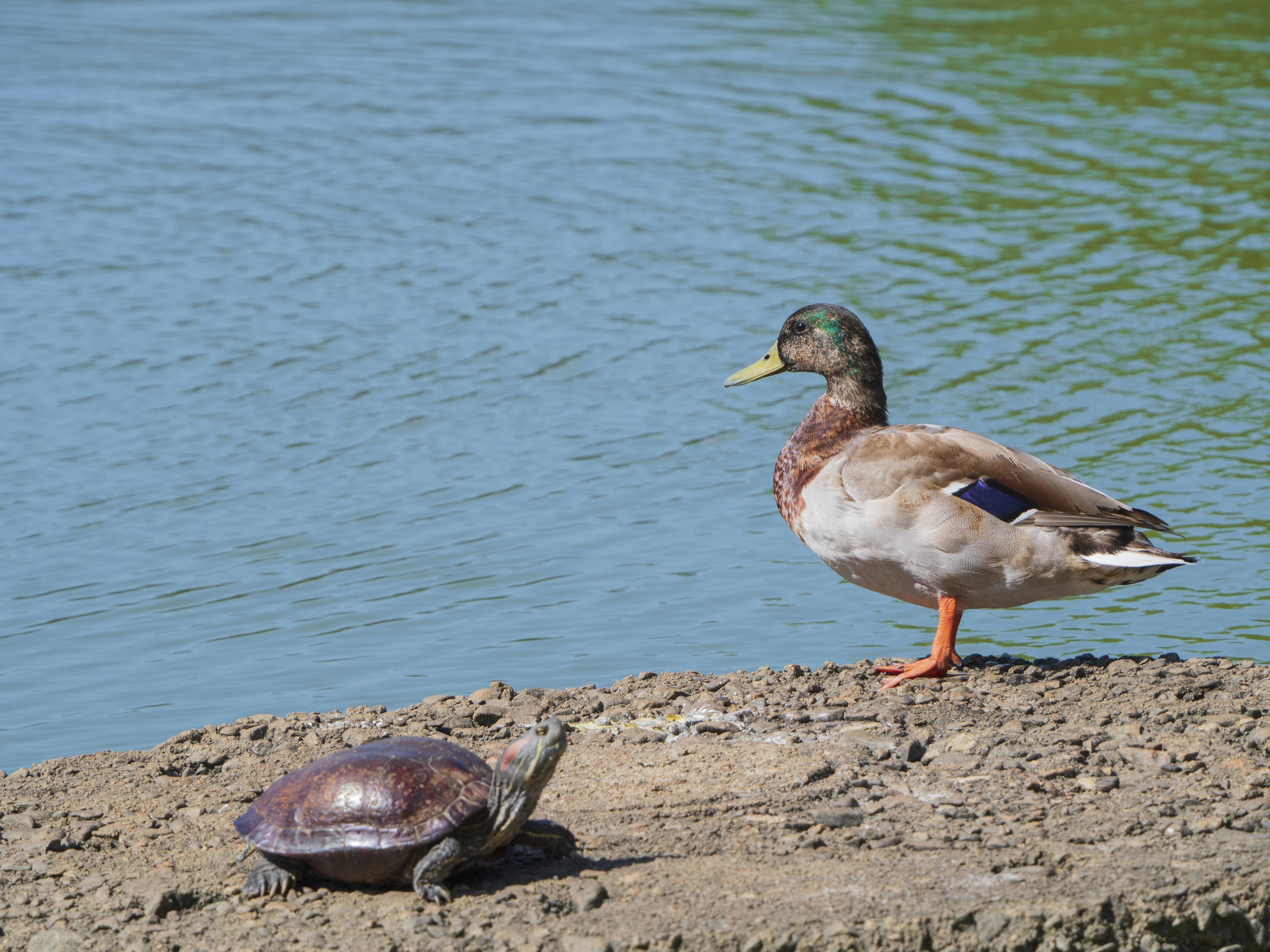 A duck standing by the water and a turtle on a rock