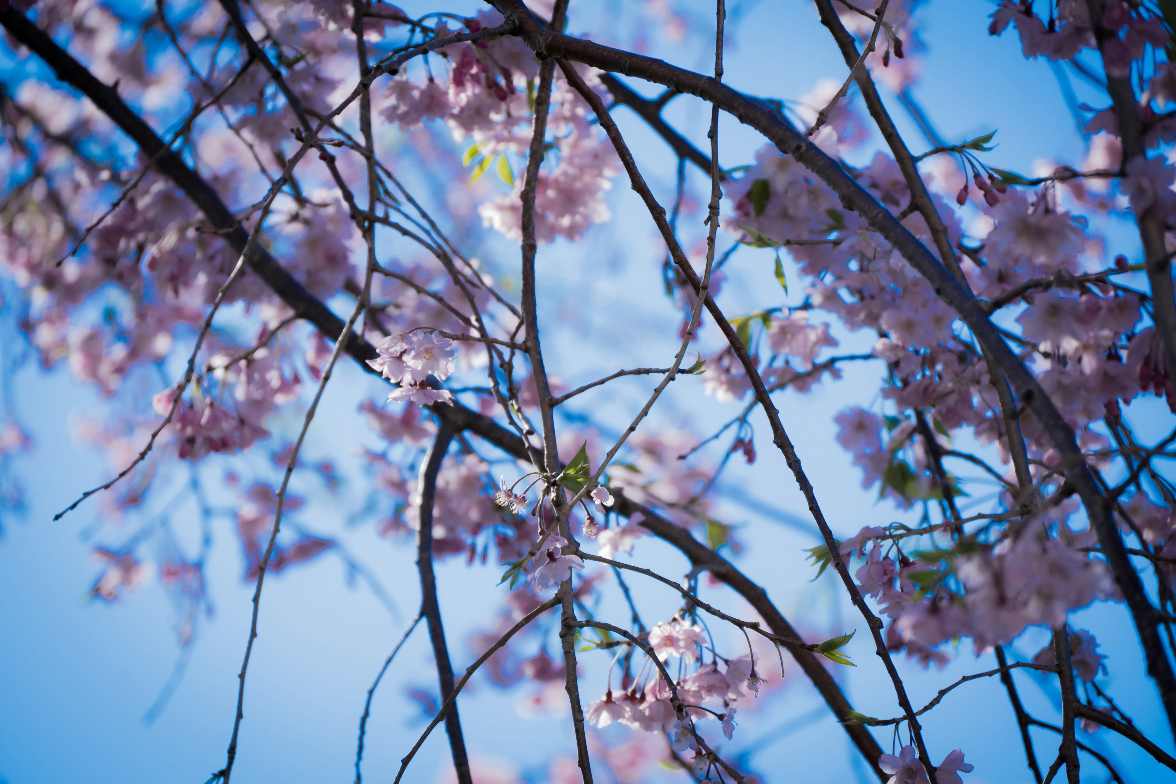 青空に映える桜の花と枝のクローズアップ