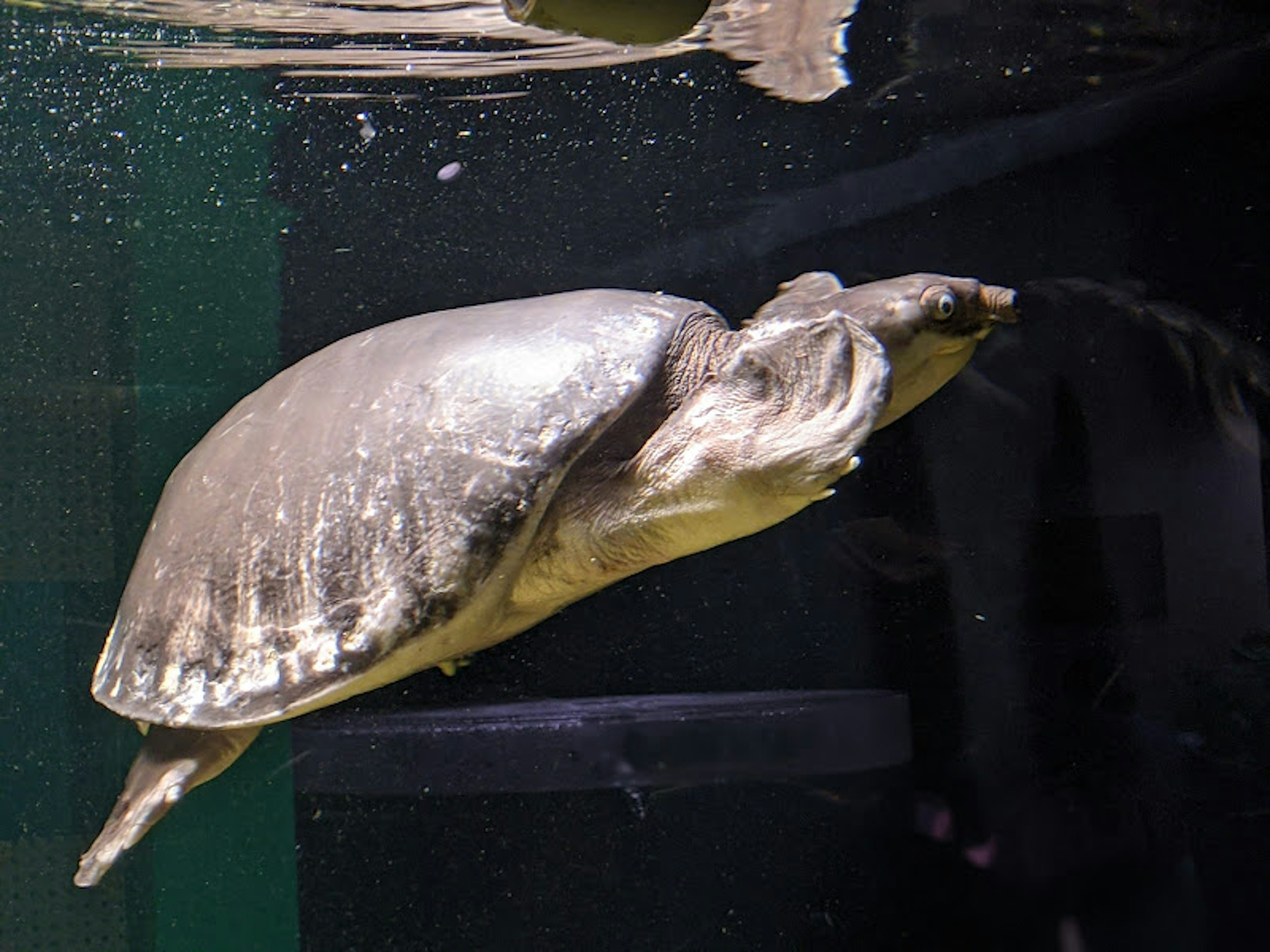 Image of a turtle swimming underwater with a shiny shell and unique shape