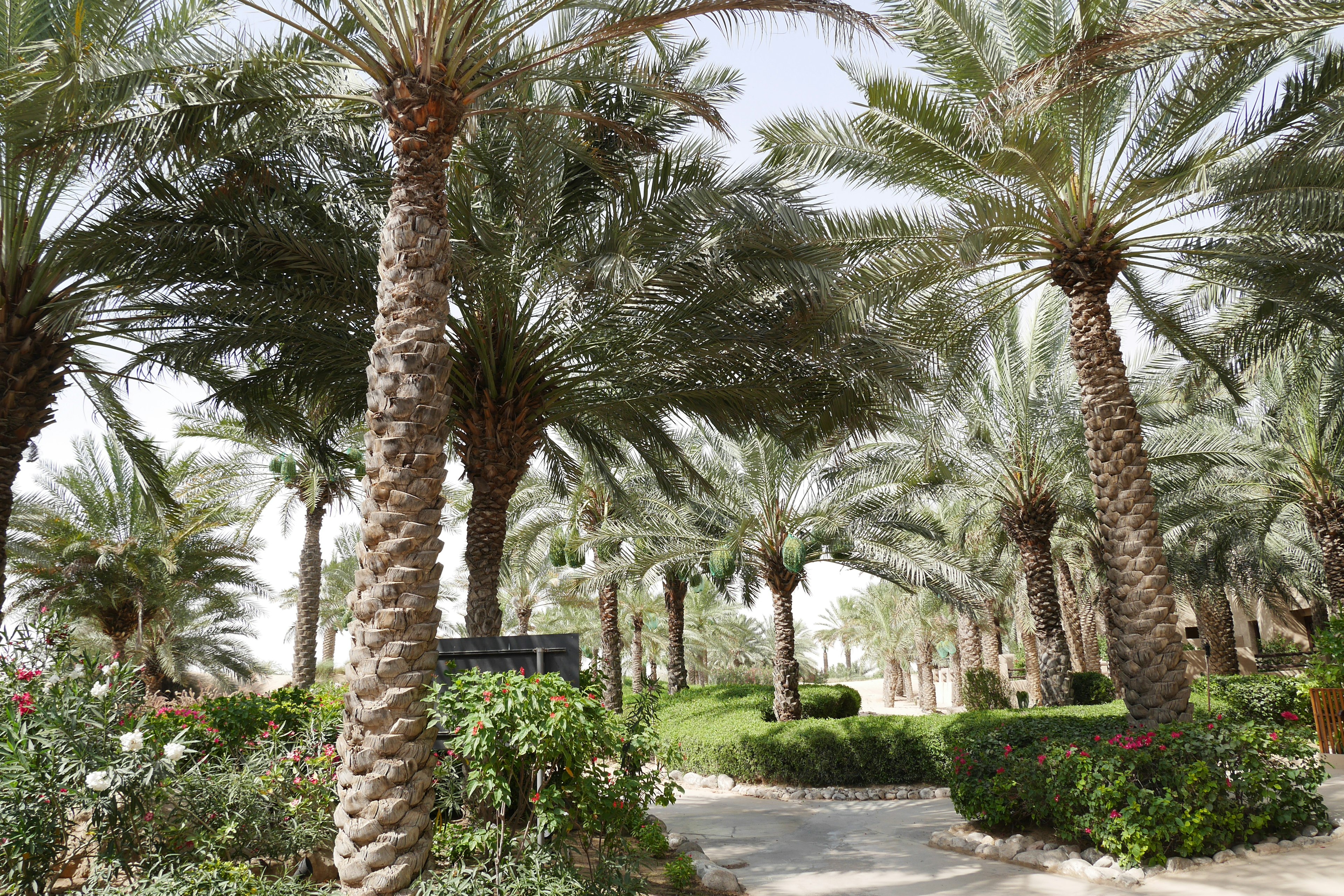 Pathway surrounded by lush palm trees