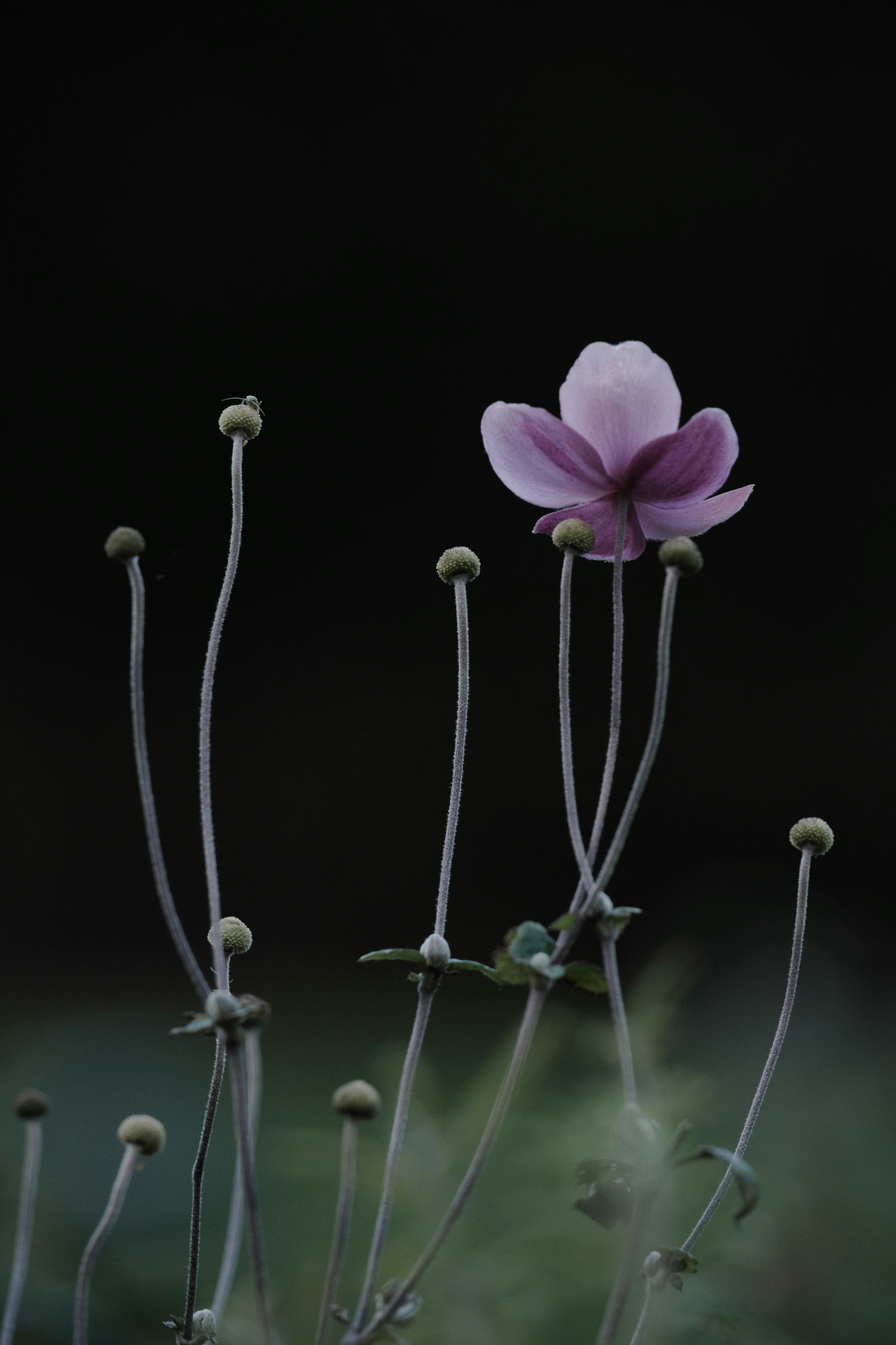 A delicate purple flower standing against a dark background with slender stems