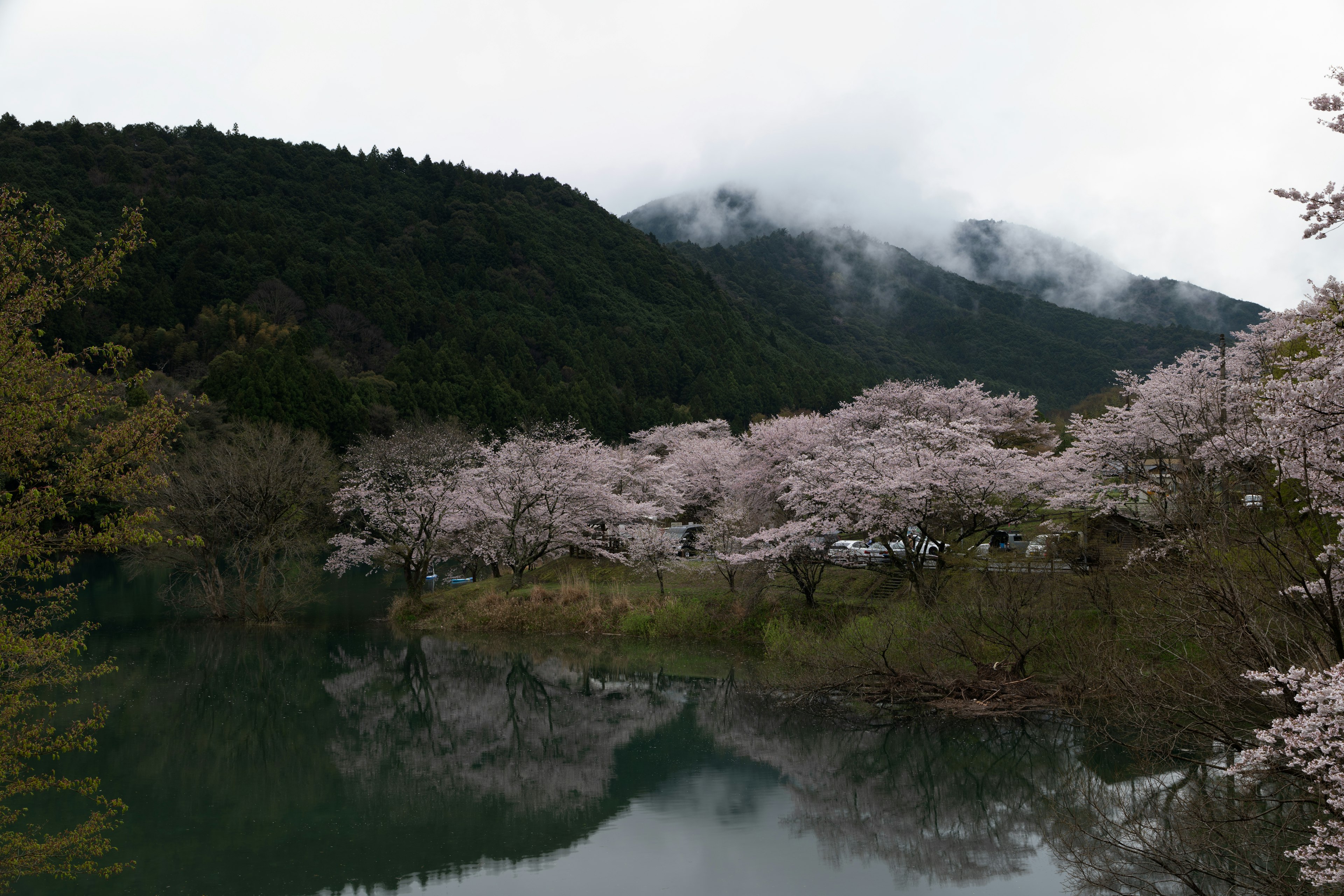 桜の木が水面に映る美しい風景