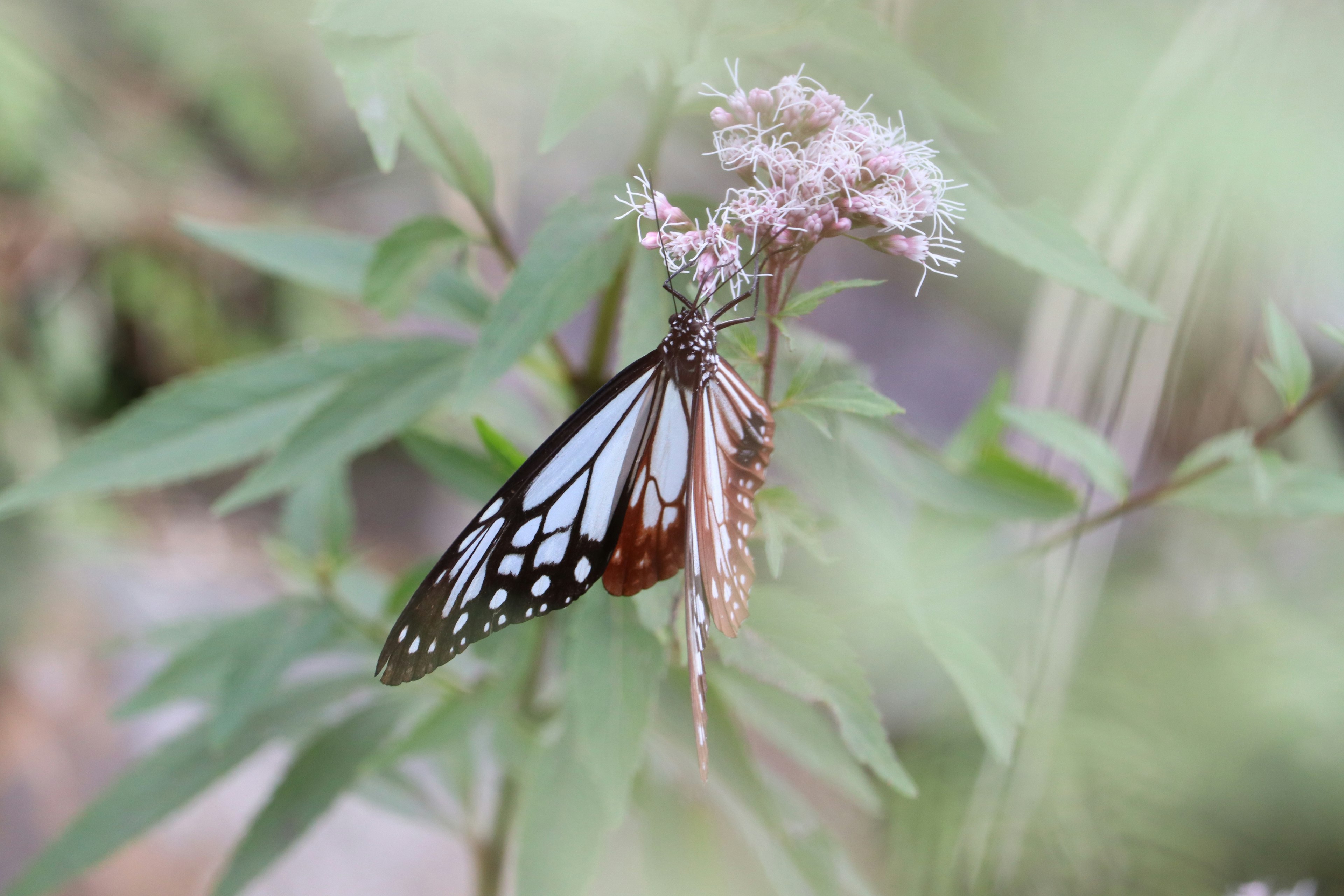 A black butterfly with white spots resting on a delicate flower