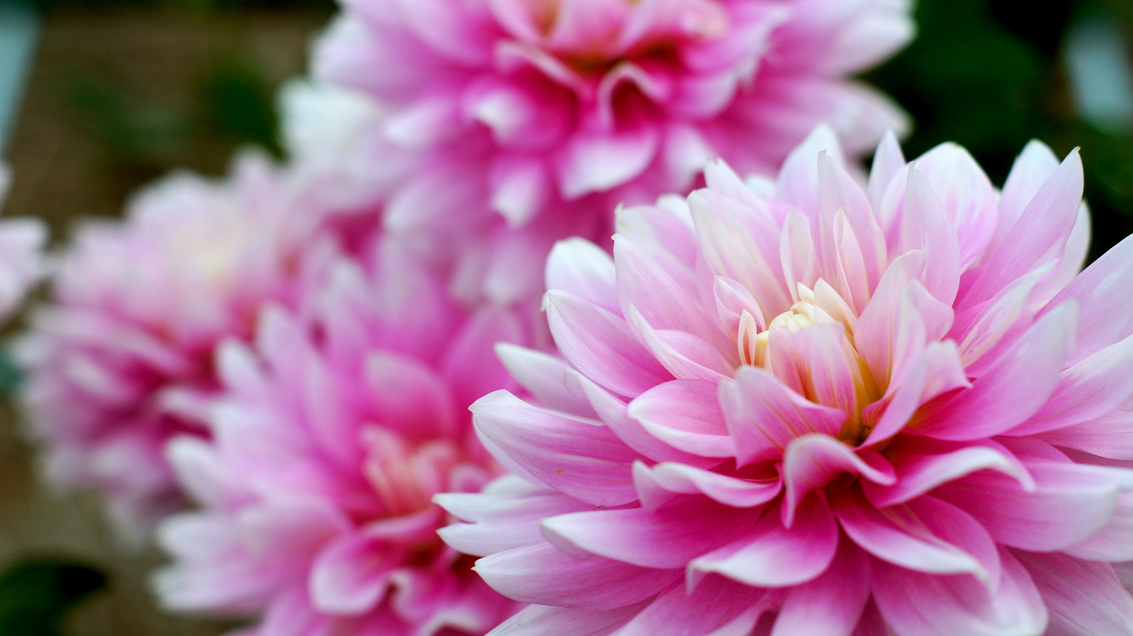 Bellissimi fiori di dalia rosa in fiore