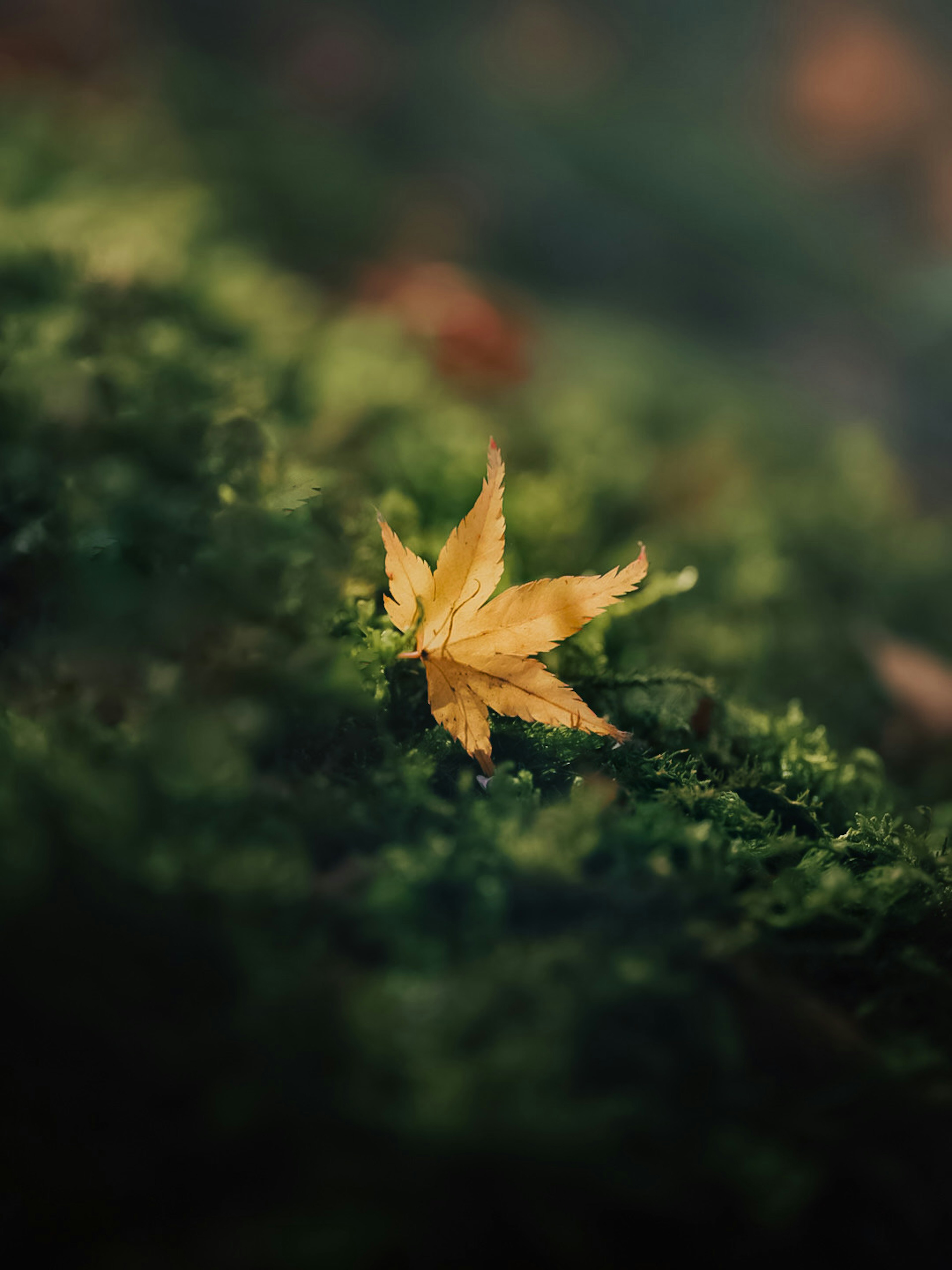 Yellow maple leaf on green moss