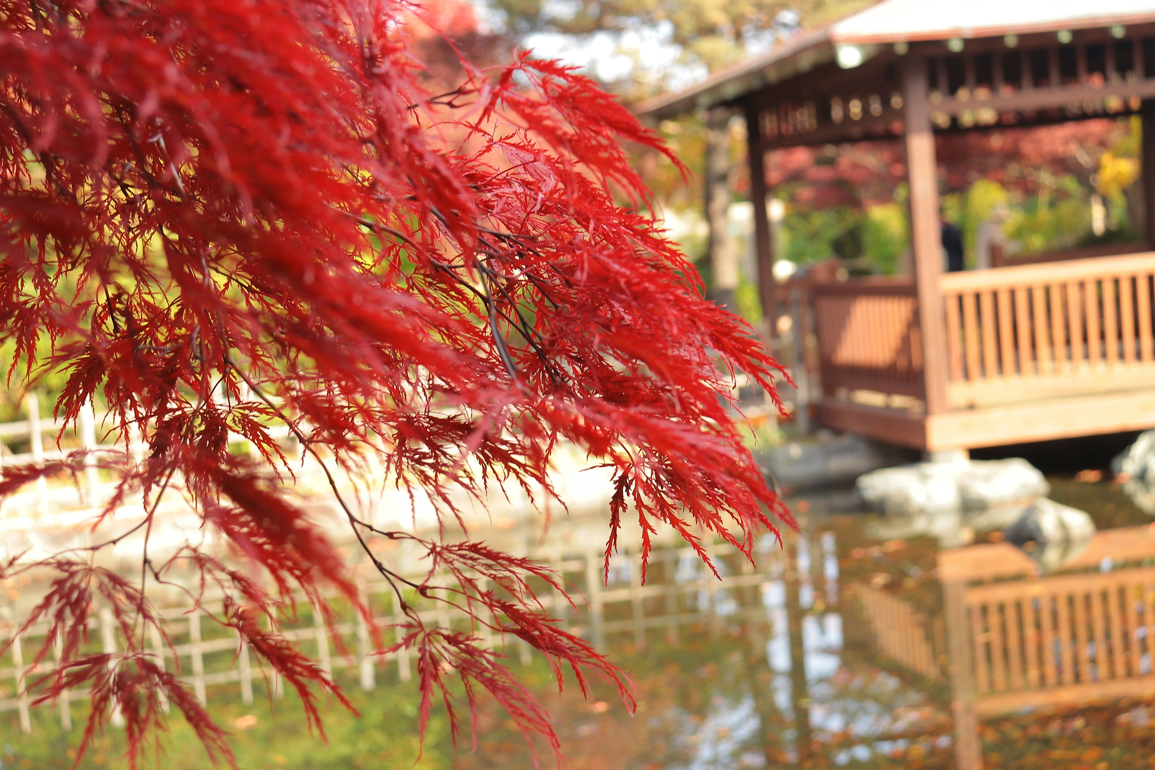 Japanischer Garten mit lebhaften roten Ahornblättern und Teichreflexion