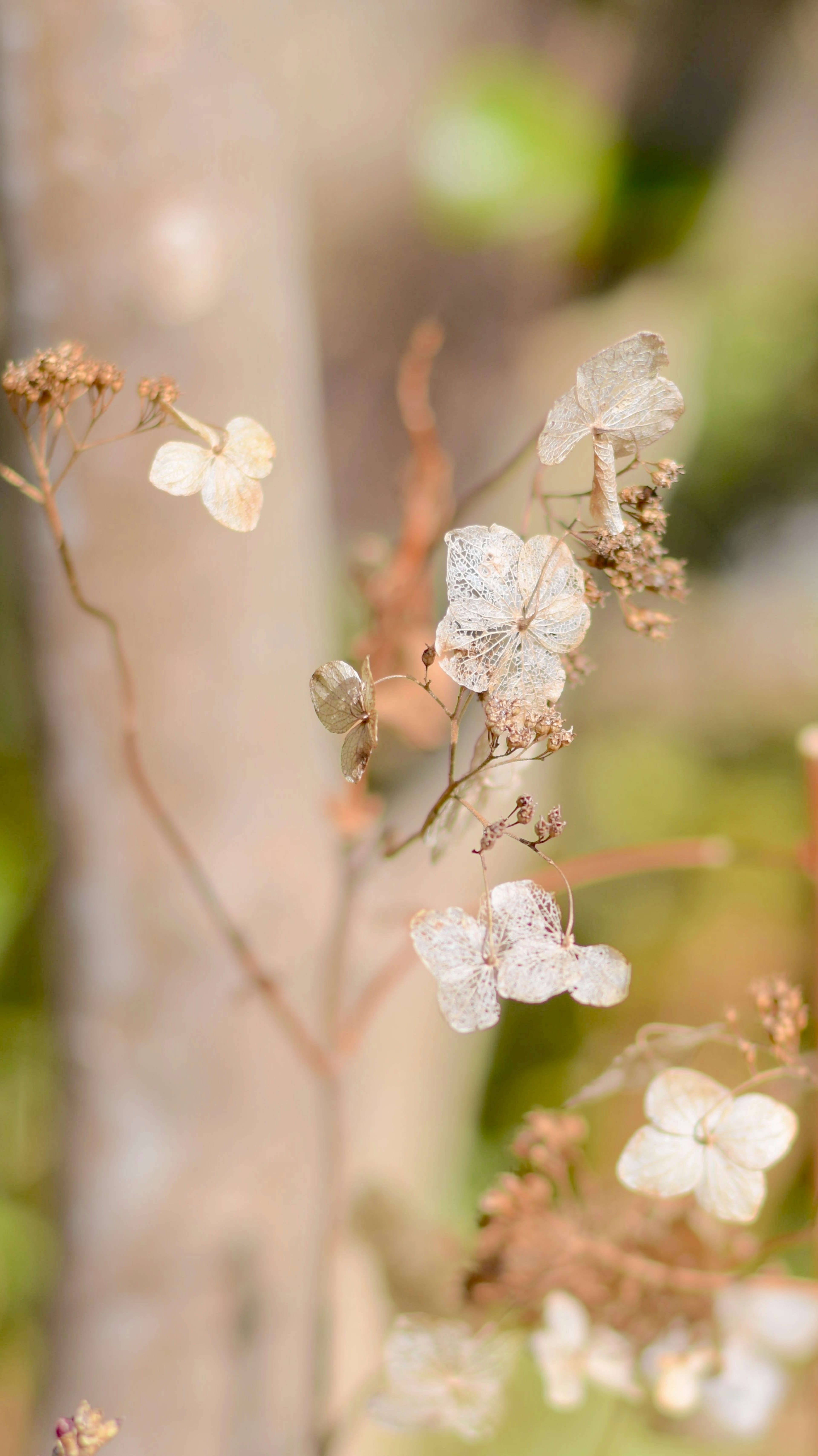 Close-up of dried white flowers and branches