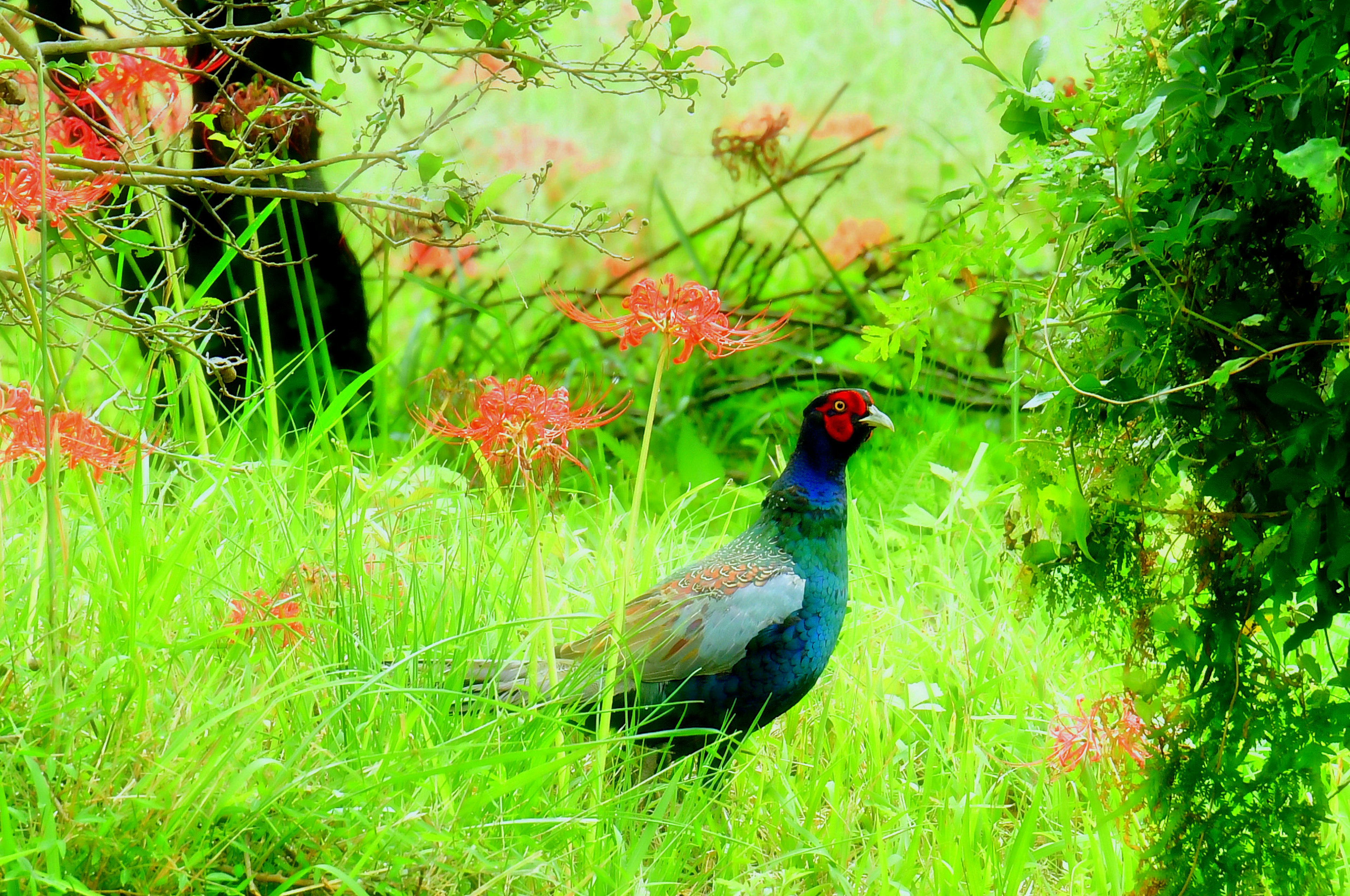 Colorful bird standing in green grass with red flowers