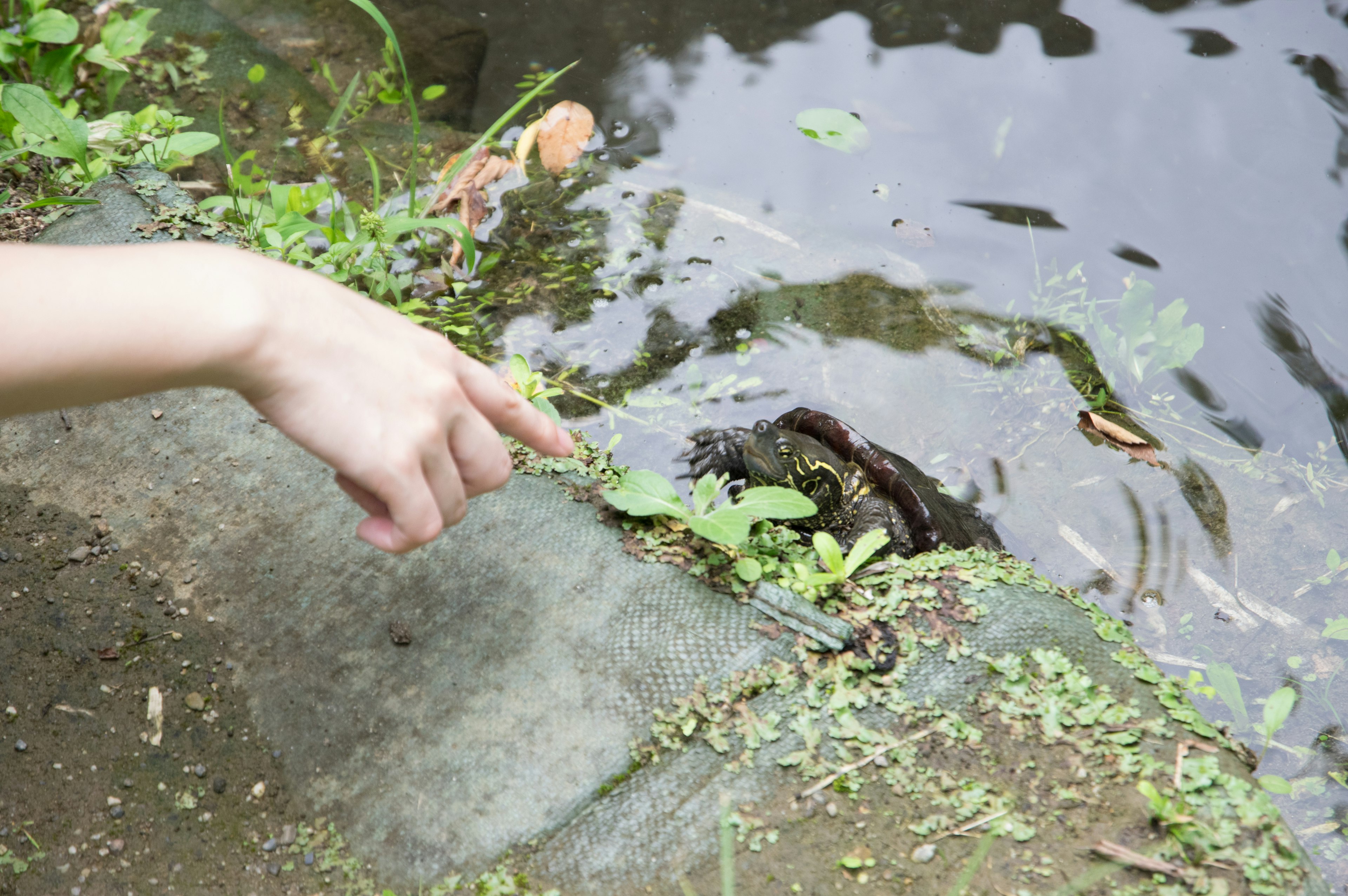 A hand pointing towards the water surface with surrounding grass and leaves