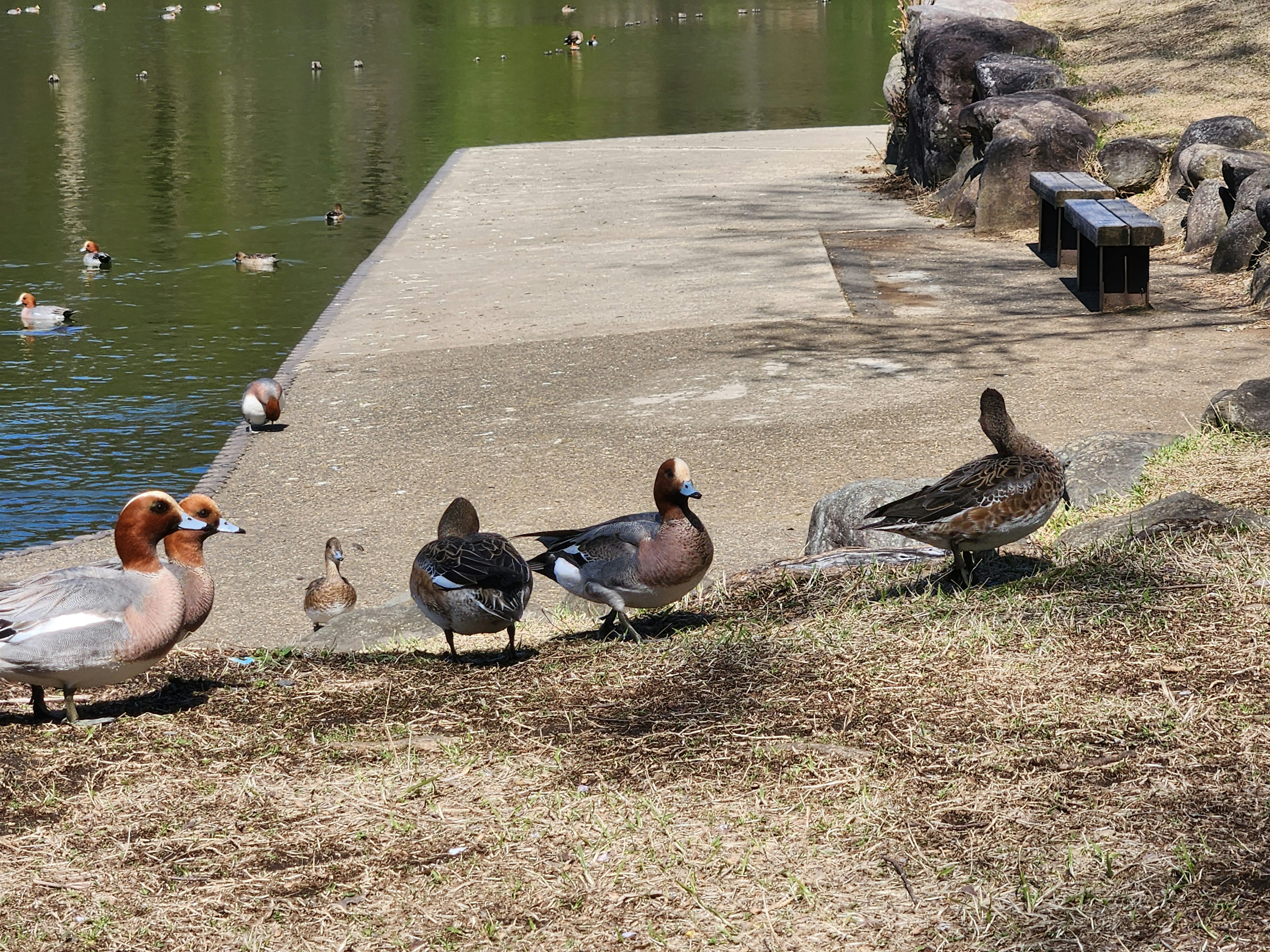 Ducks by the pond with natural surroundings