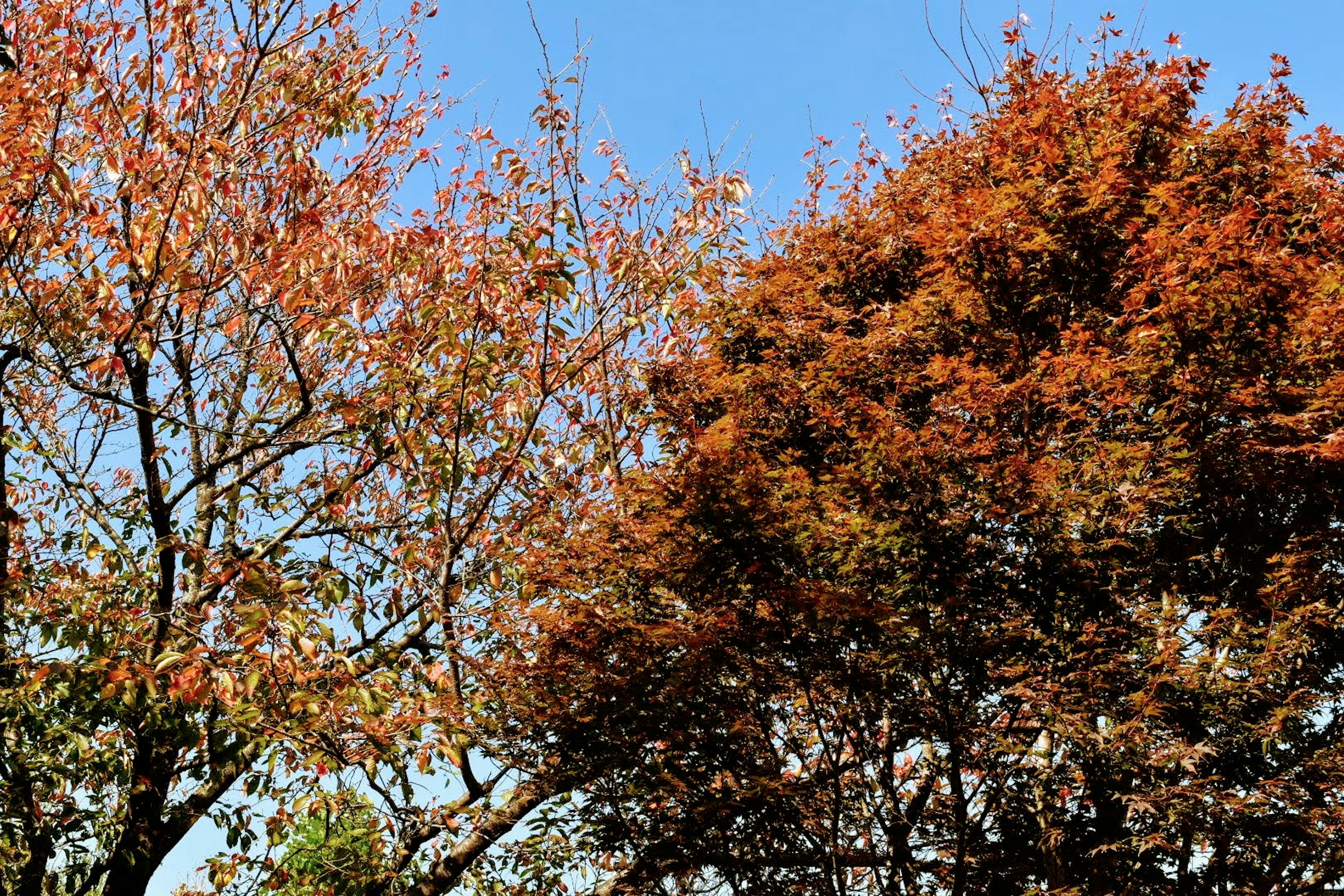 Trees with autumn foliage under a blue sky