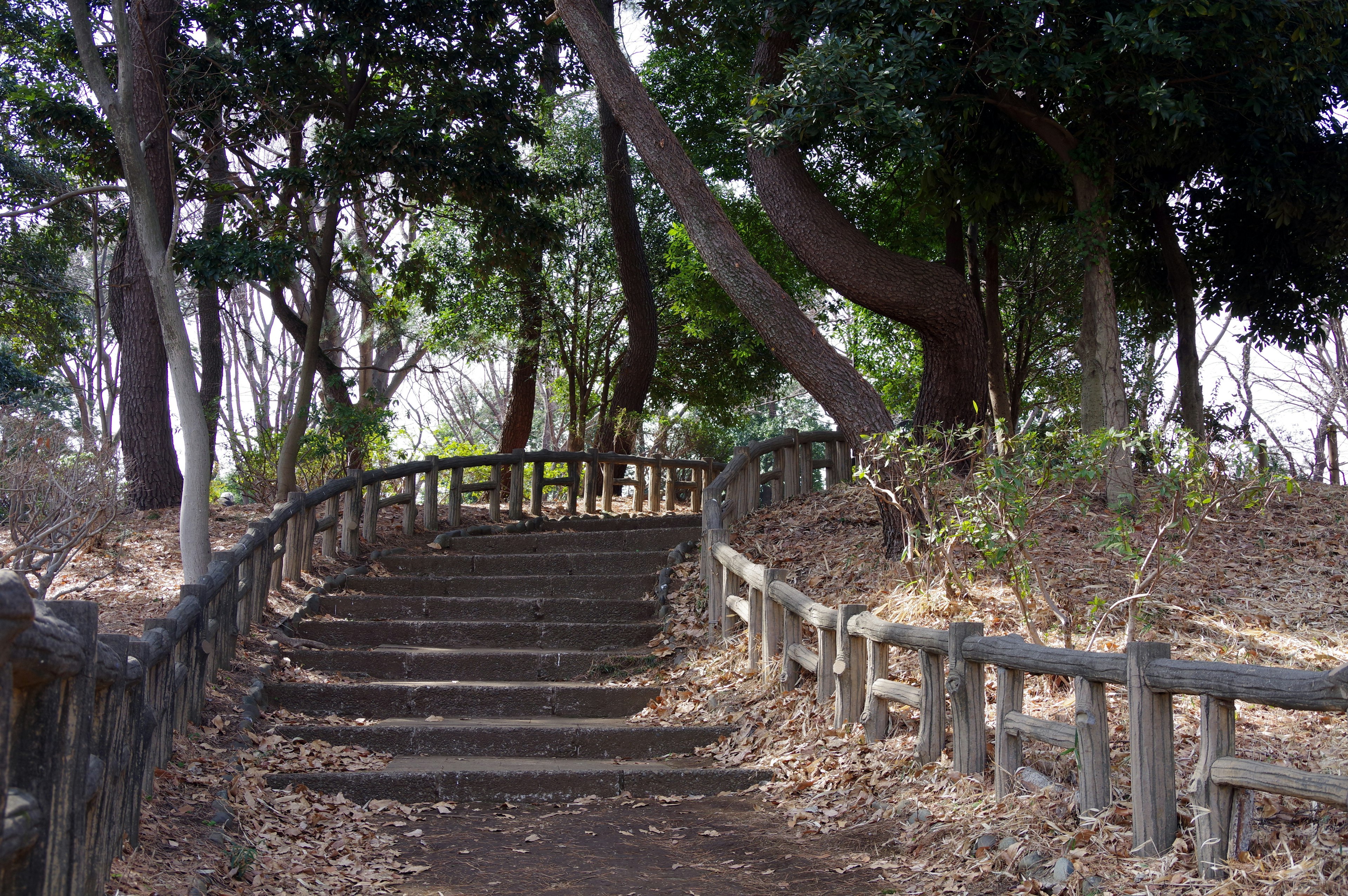 Un sendero serpenteante con escalones de madera rodeado de árboles