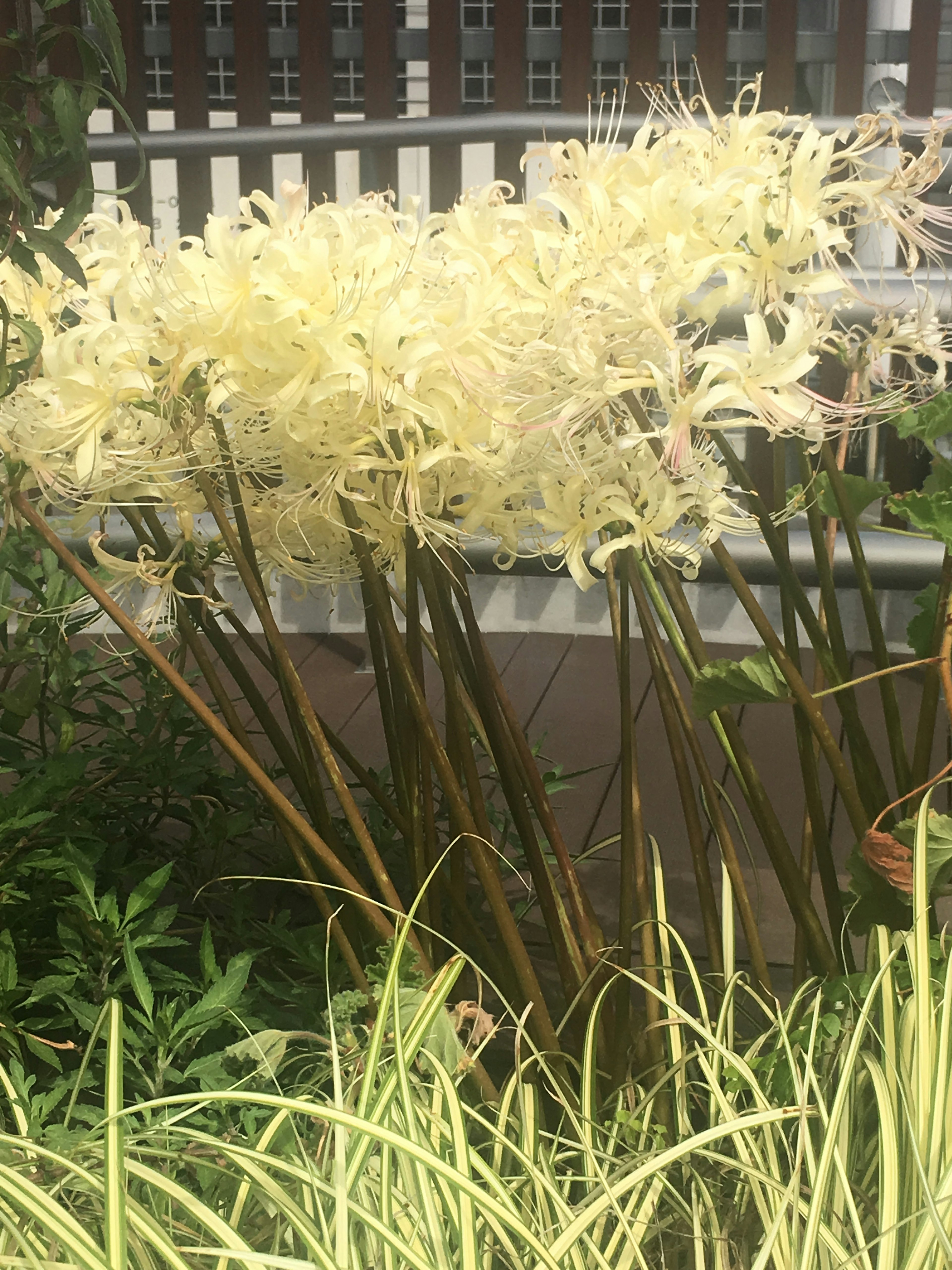 白い花が咲く植物の群生で背の高い茎が特徴的