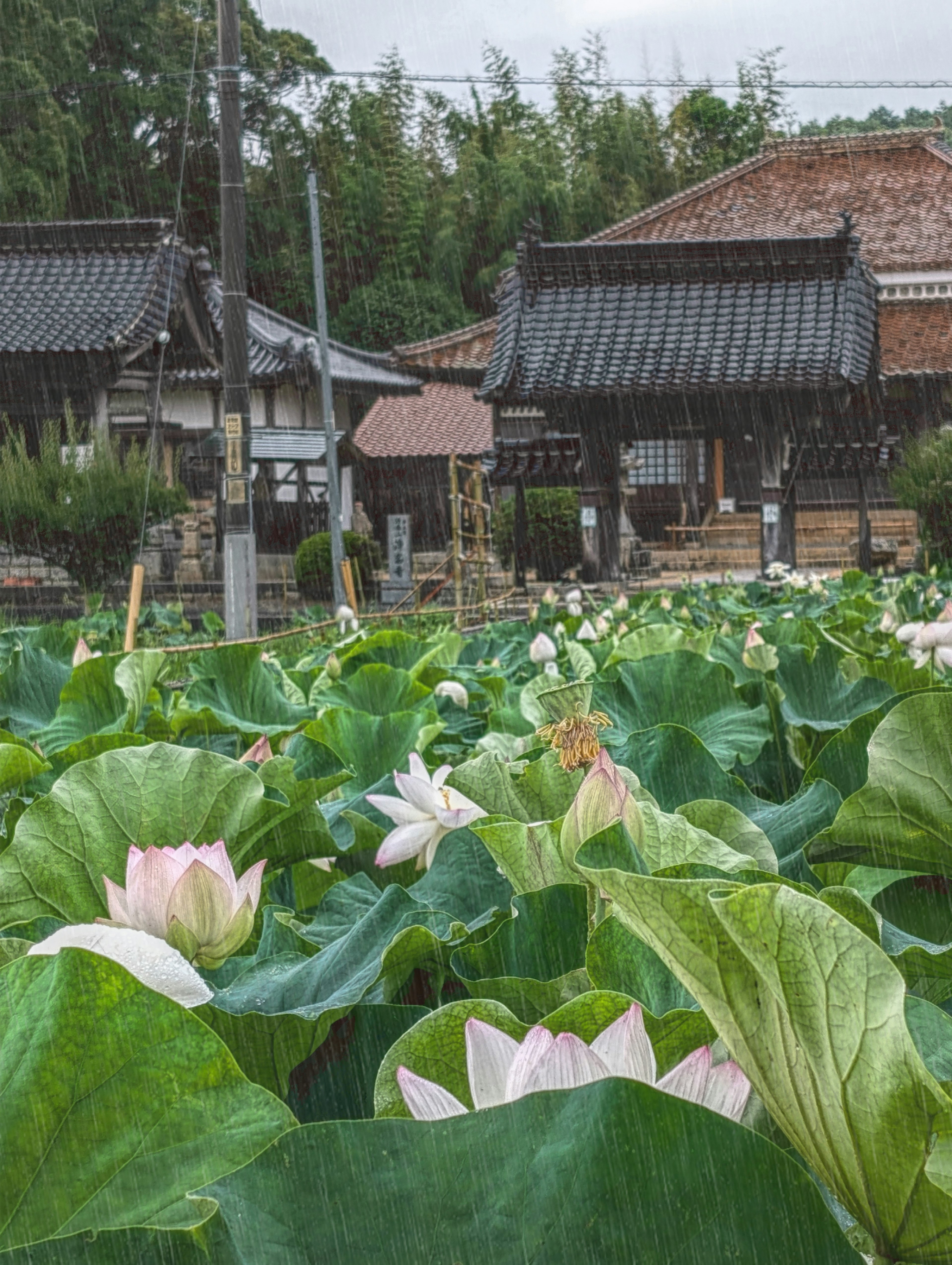 Kolam teratai dengan bangunan tradisional di latar belakang