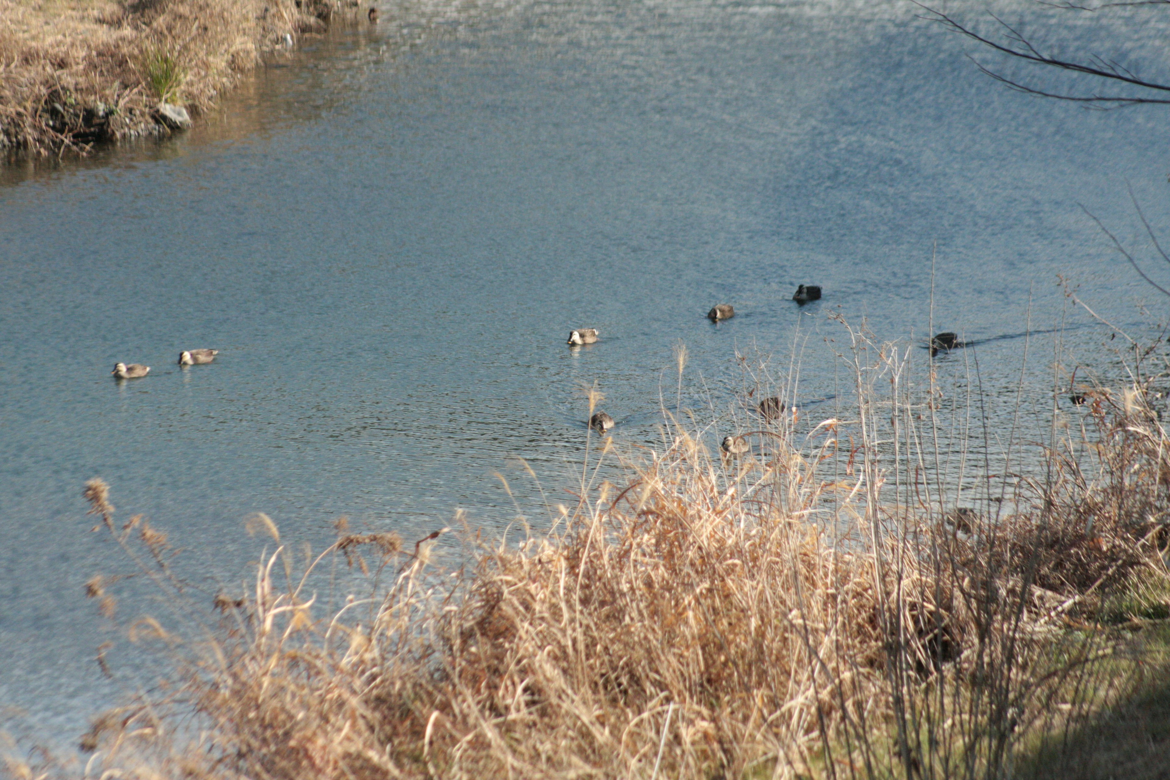 Several water birds floating on a calm surface with dry grass nearby