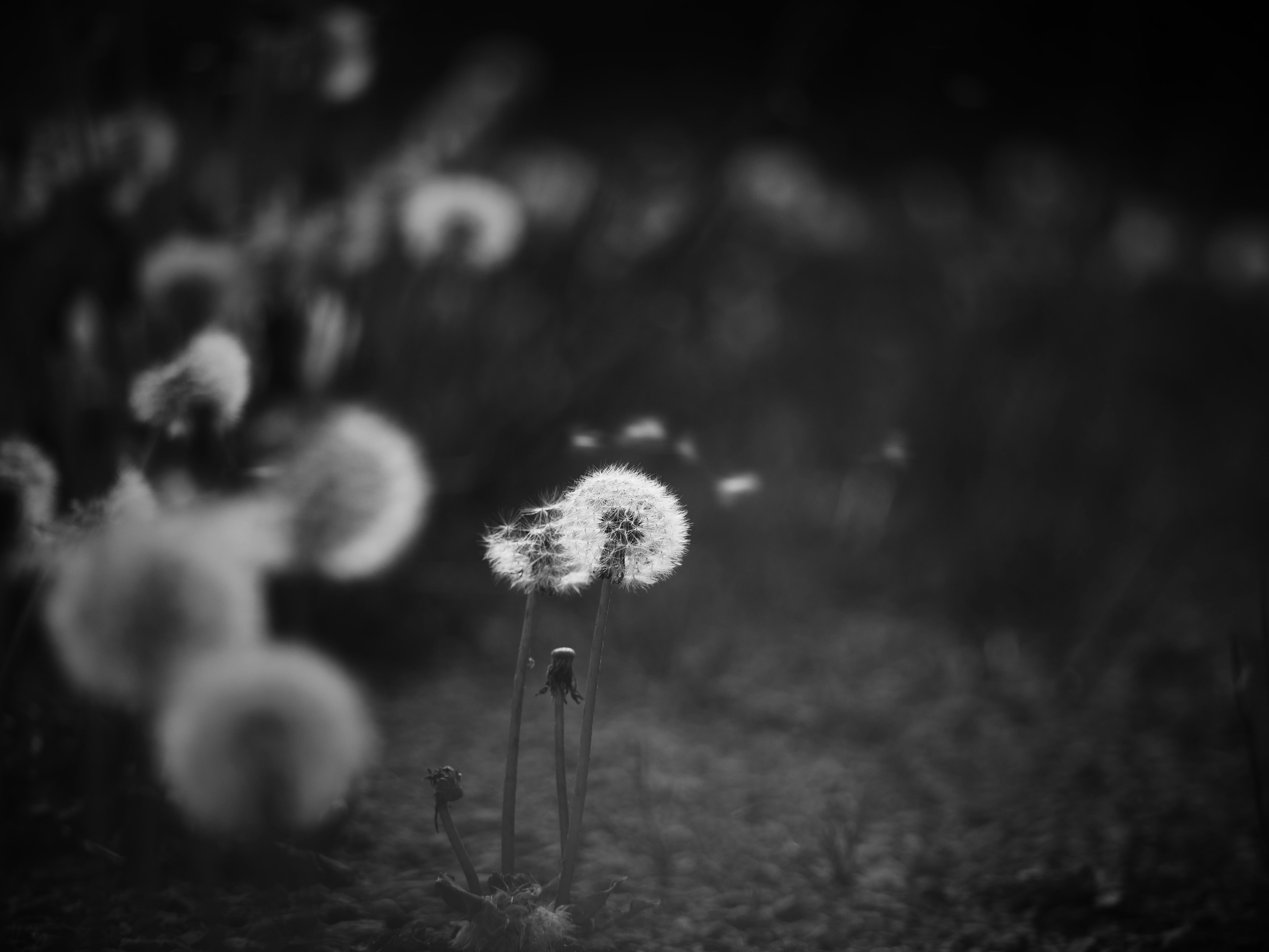 Löwenzahnblumen in Schwarzweiß mit verschwommenem Hintergrund