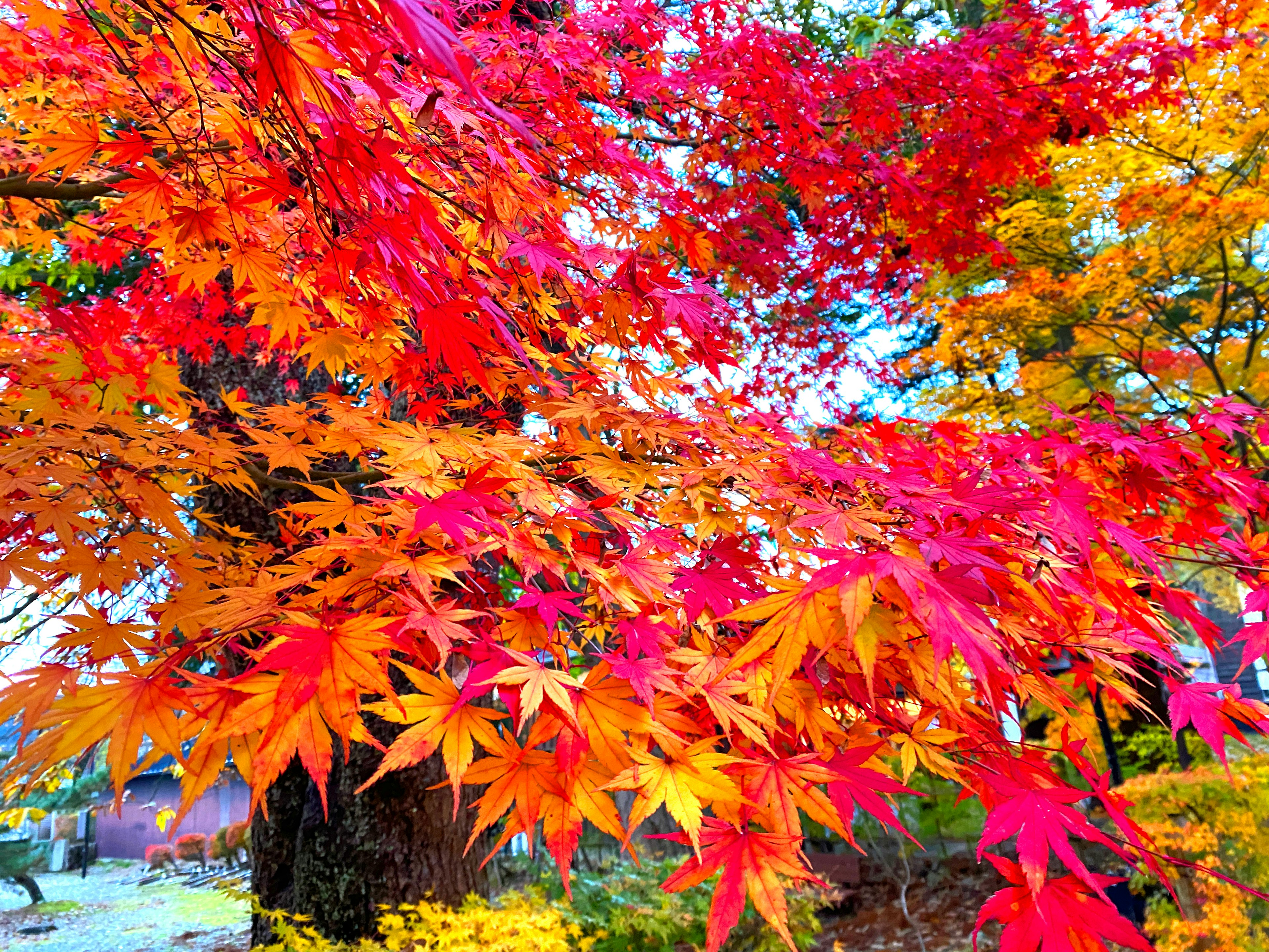 鮮やかな紅葉とオレンジの葉が目立つ秋の風景