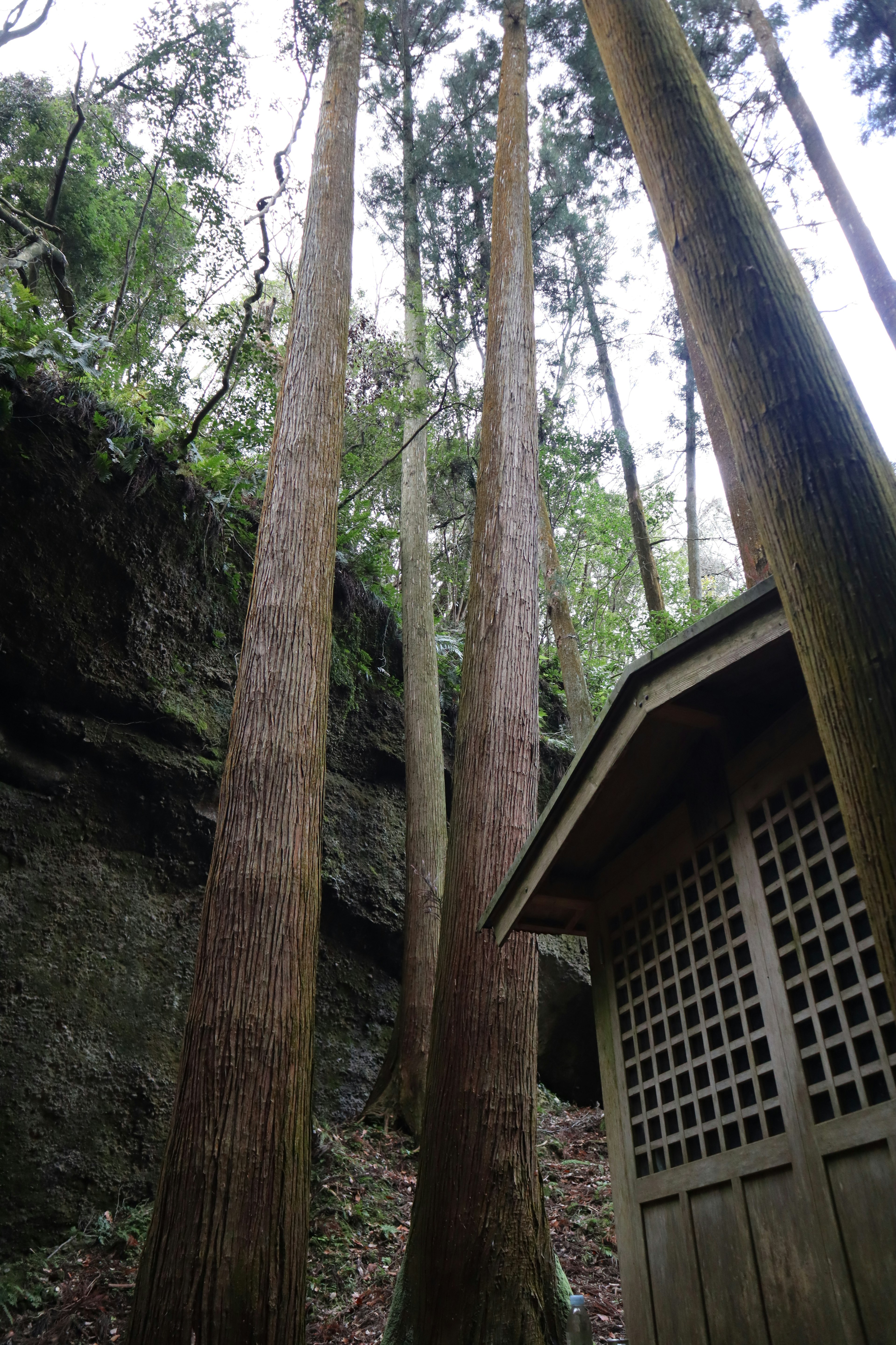 Scène forestière avec de grands arbres et un petit bâtiment