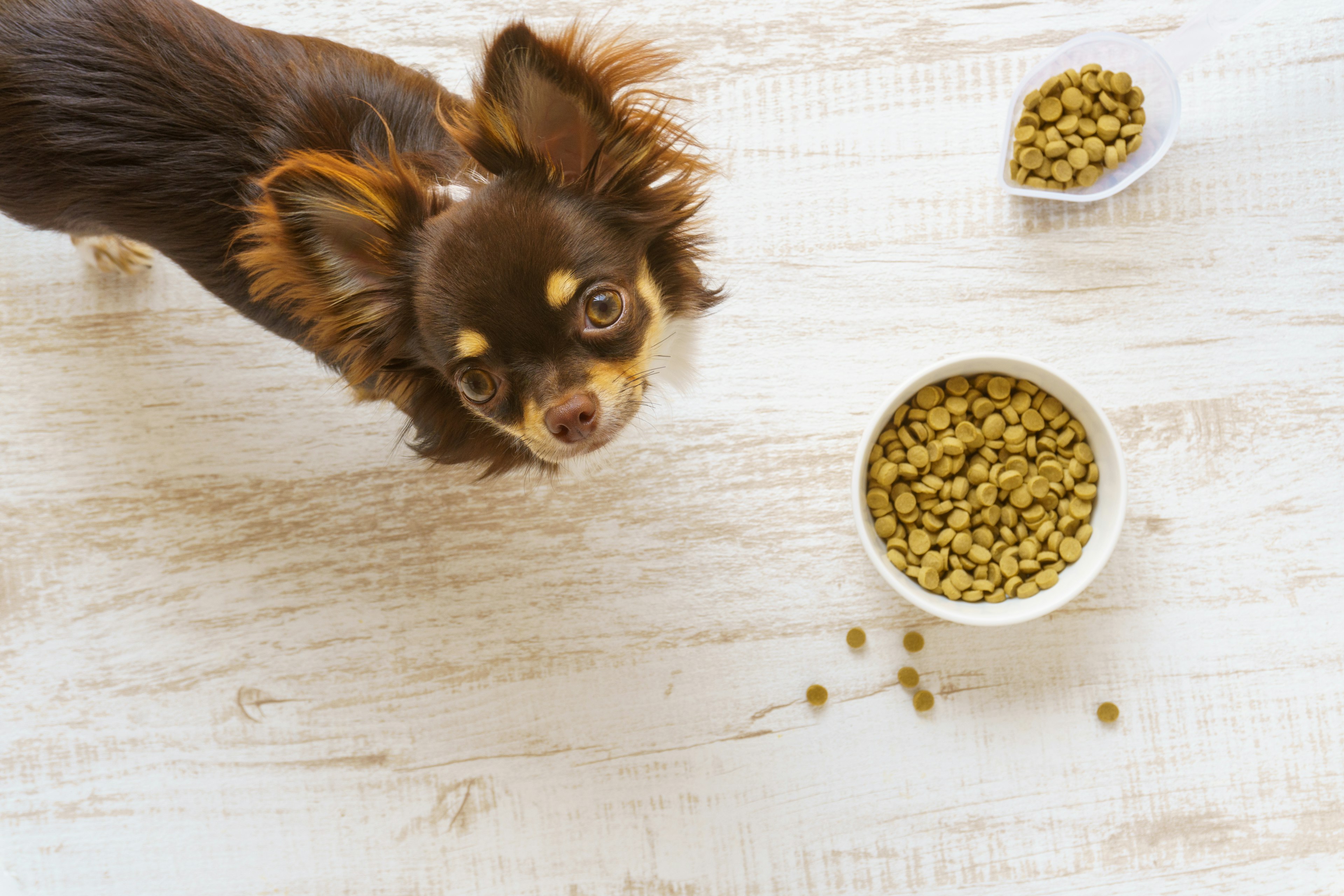 Brown Chihuahua looking up at dog food