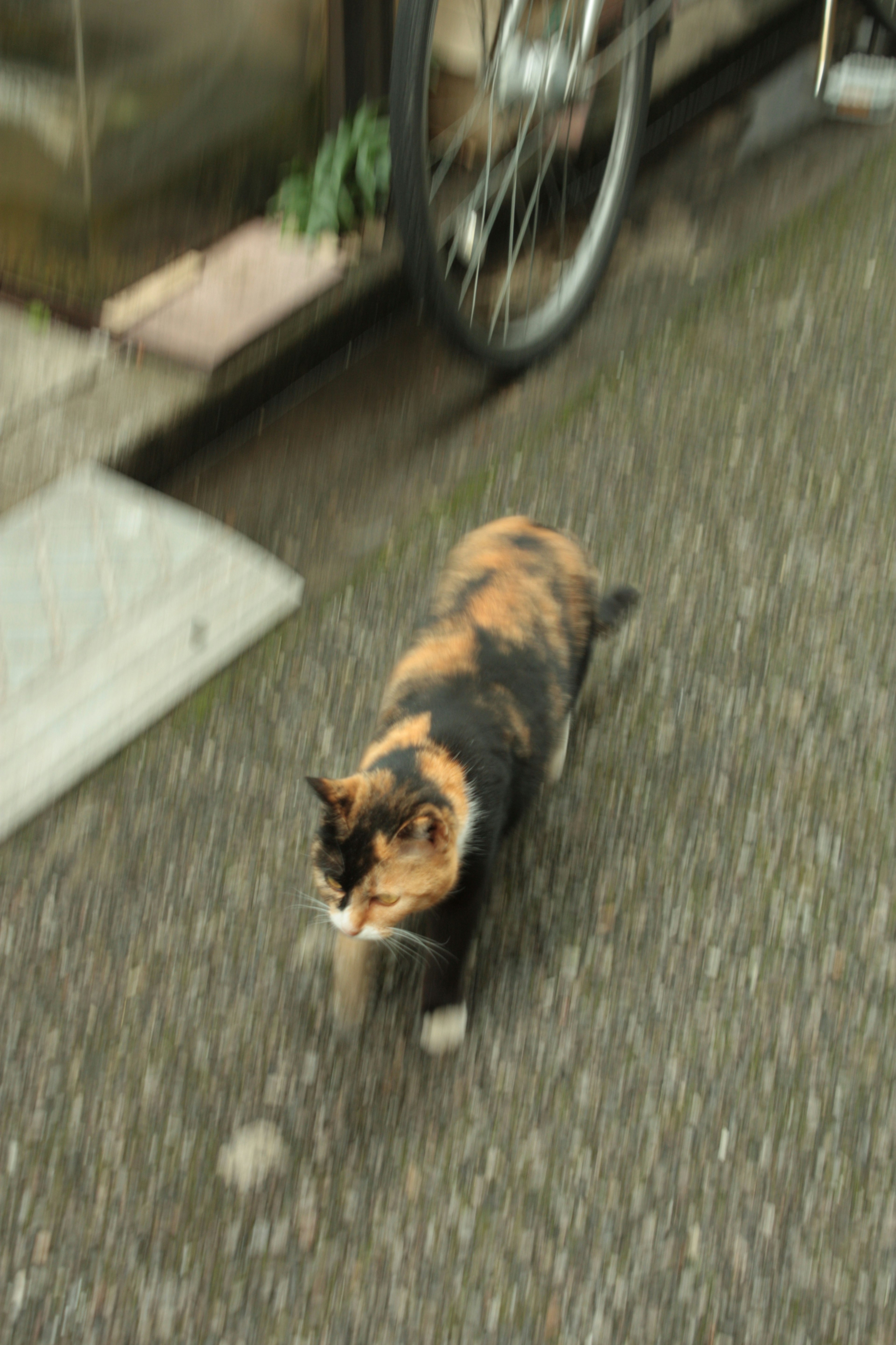 A calico cat walking on a street with a bicycle in the background