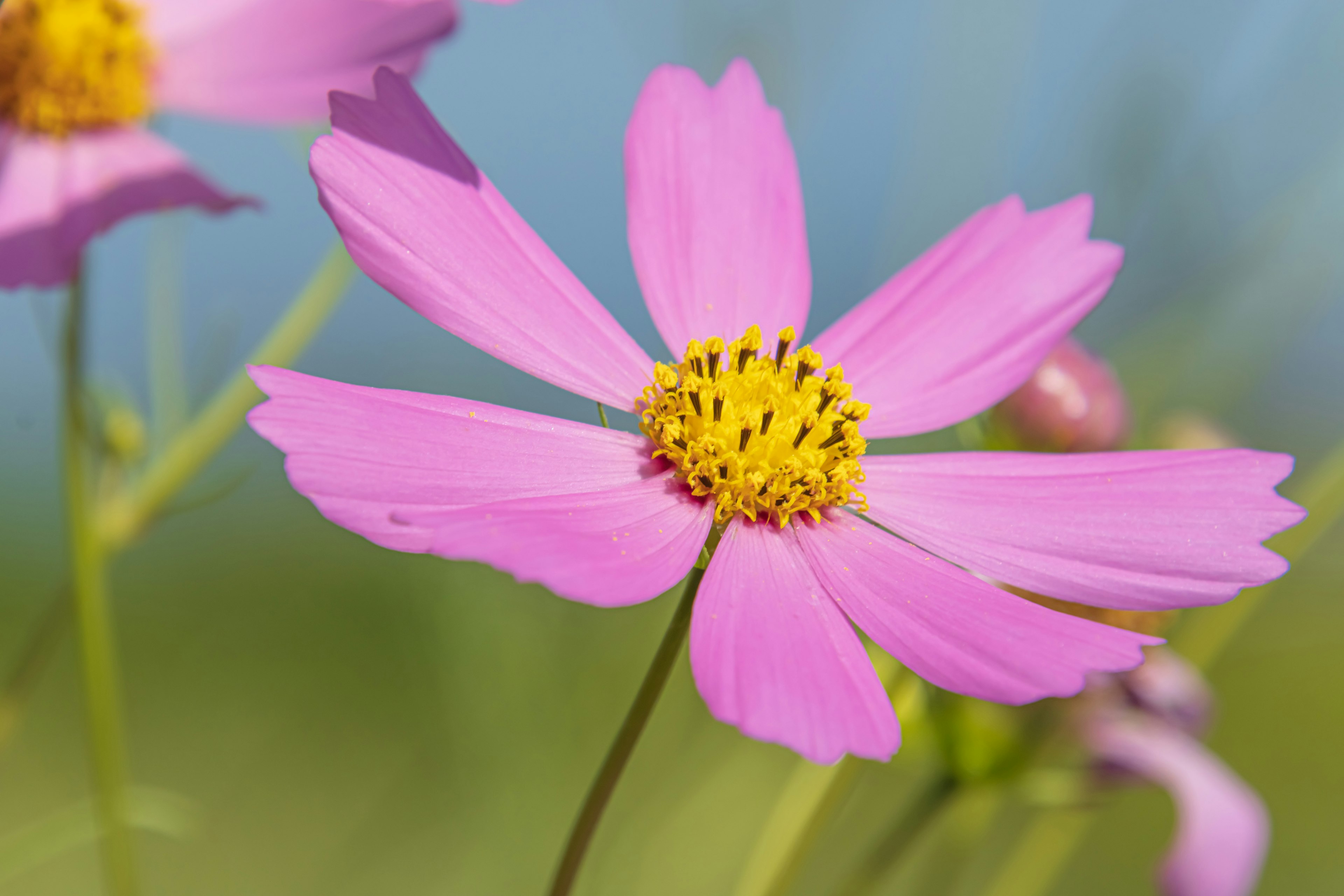 Vibrante rosa Blume mit gelbem Zentrum vor verschwommenem blauen Hintergrund